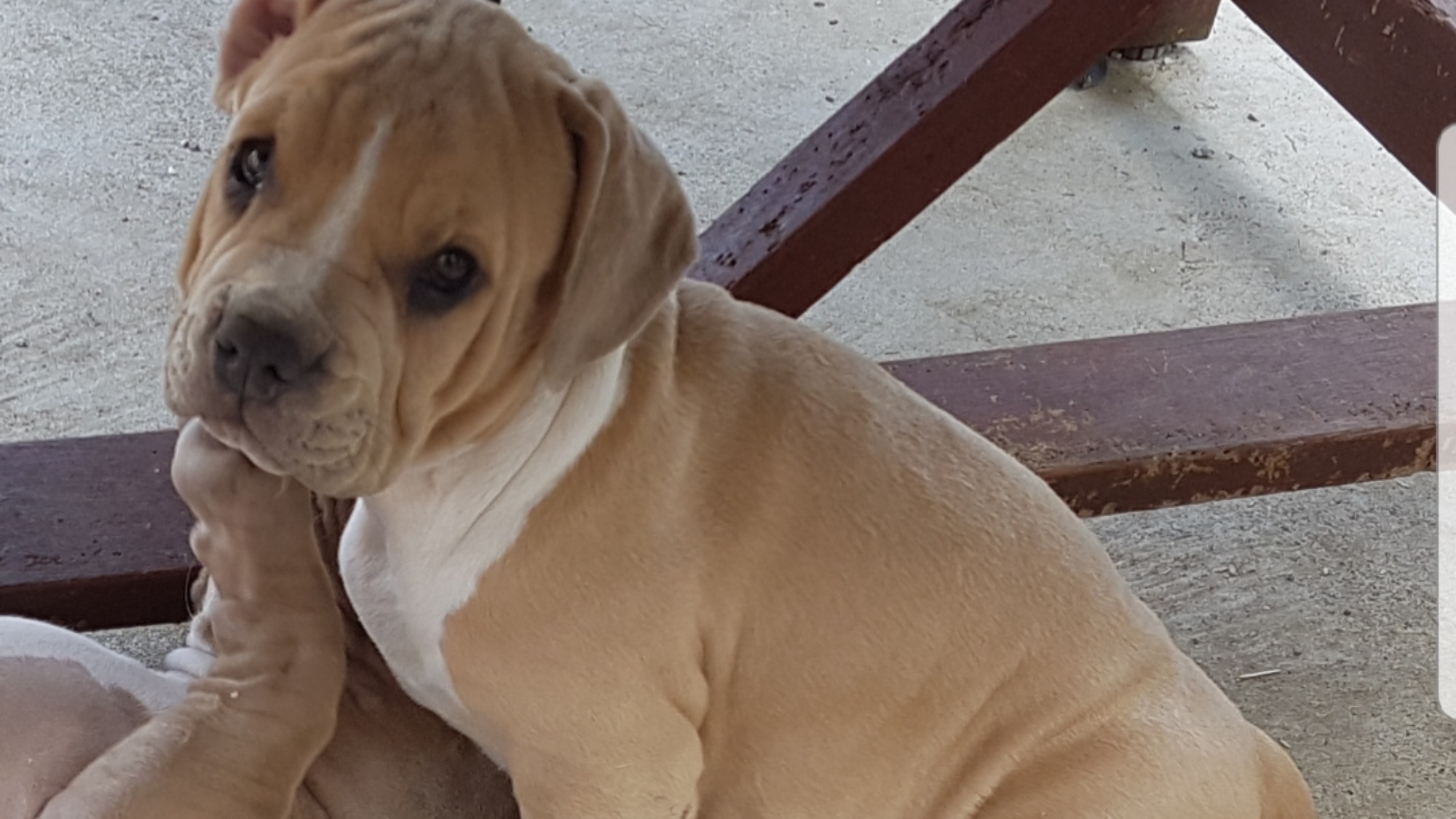 Chiot femelle bully xl fauve-blanc aux yeux marrons