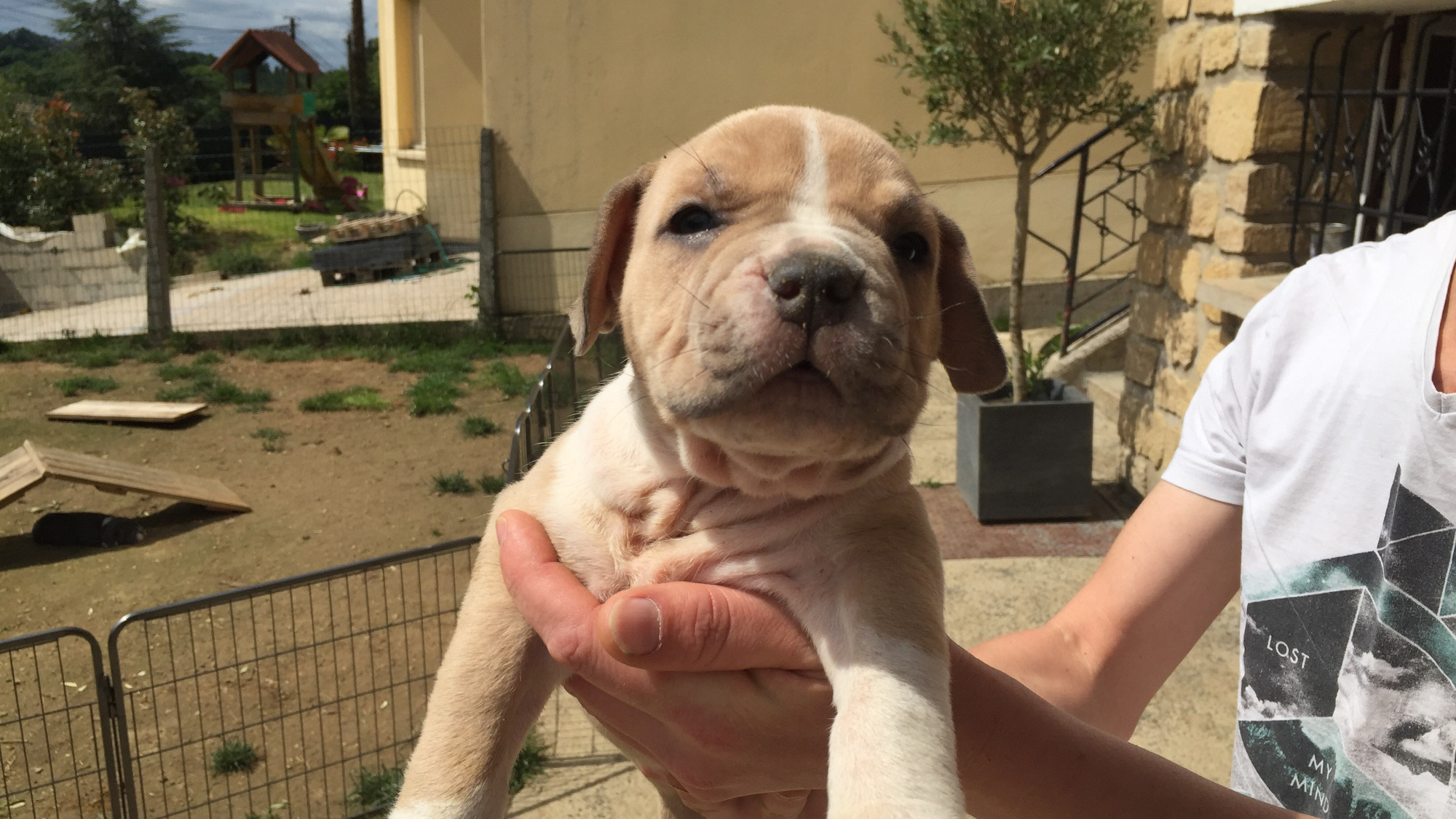 Chiot femelle bully xl fauve-blanc aux yeux marrons