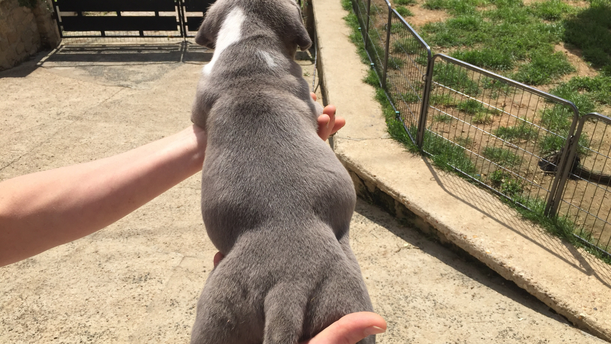 Chiot mâle bully xl bleue aux yeux bleus