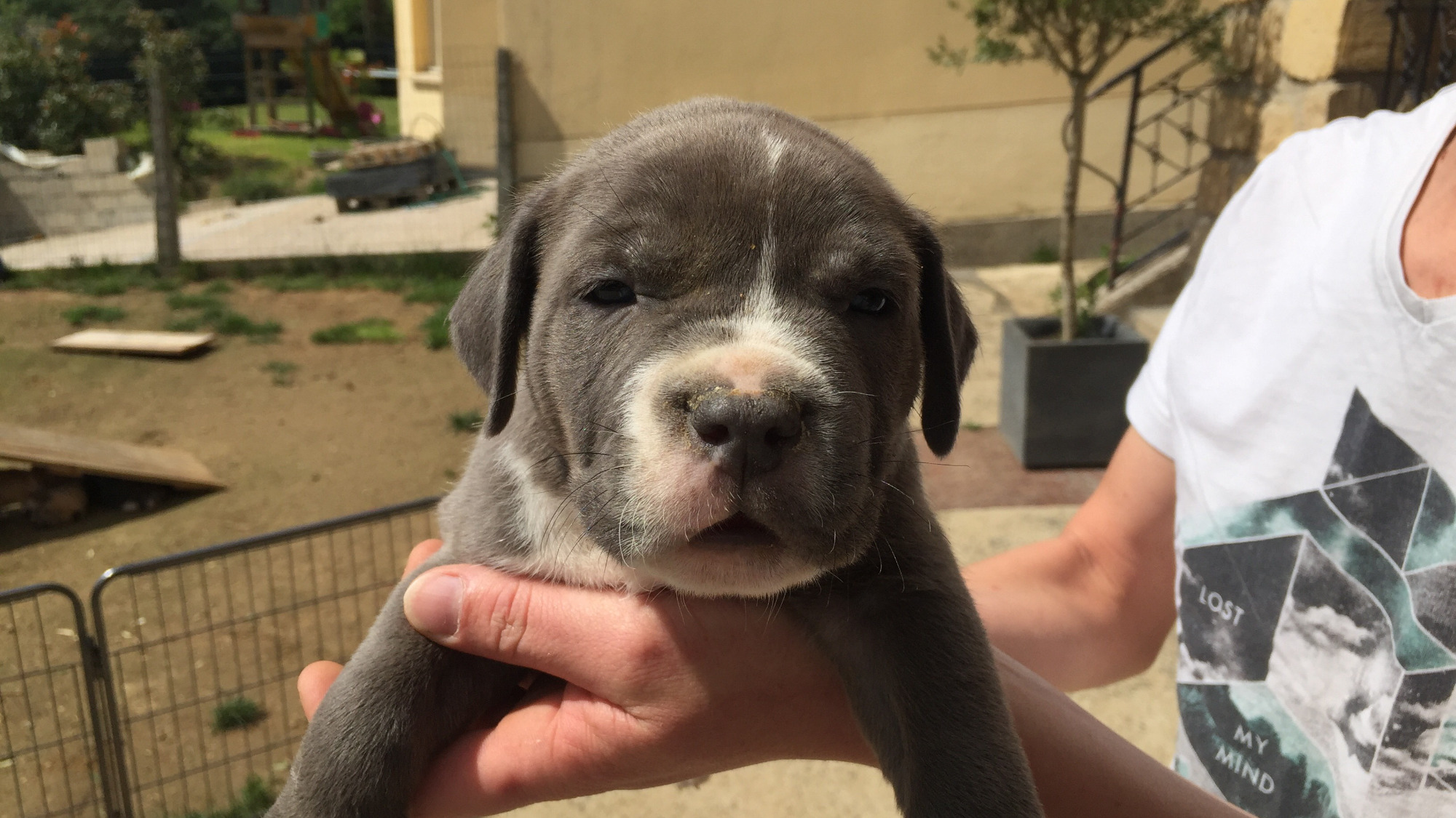 Chiot mâle bully xl bleue aux yeux bleus