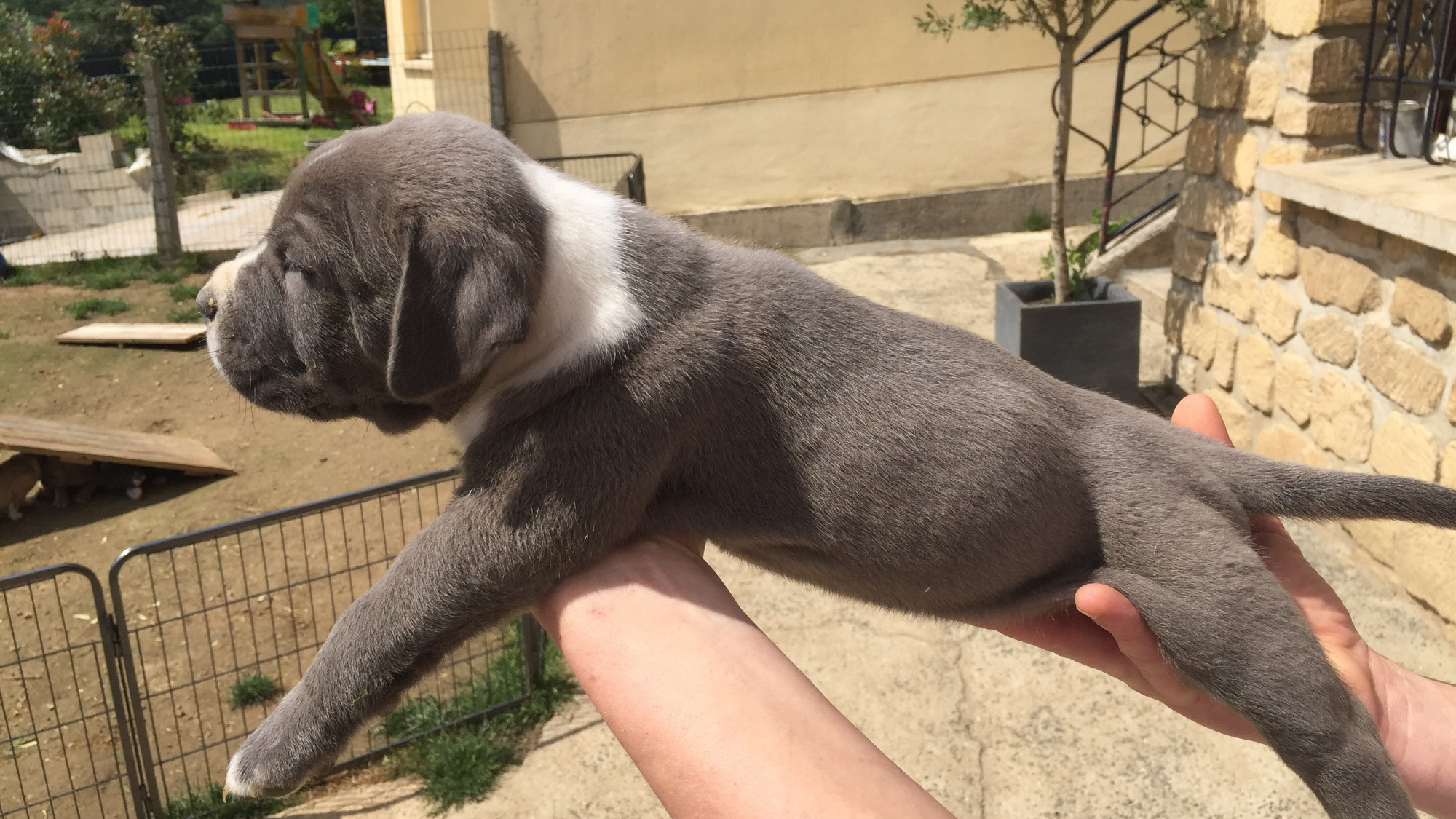 Chiot mâle bully xl bleue aux yeux bleus