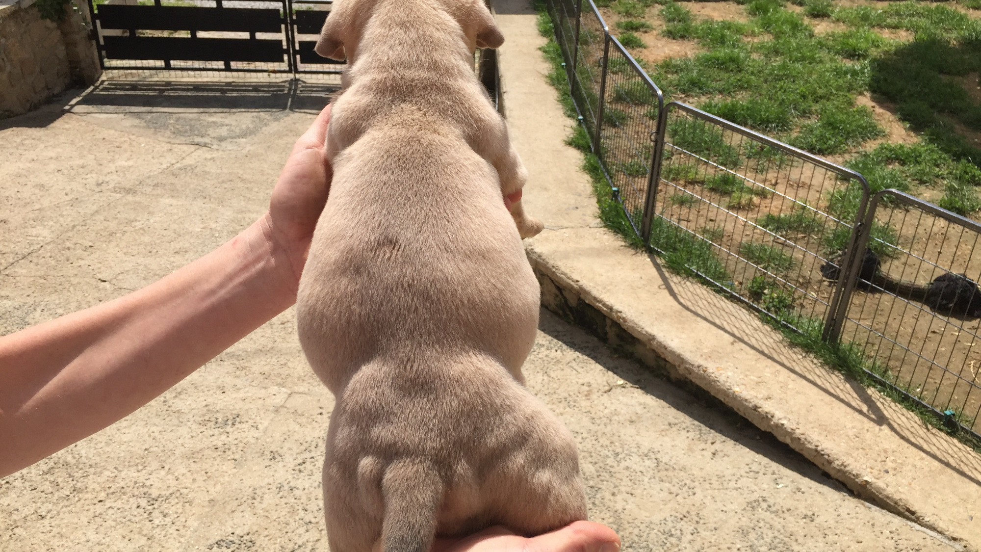 Chiot mâle bully xl fauve aux yeux bleus