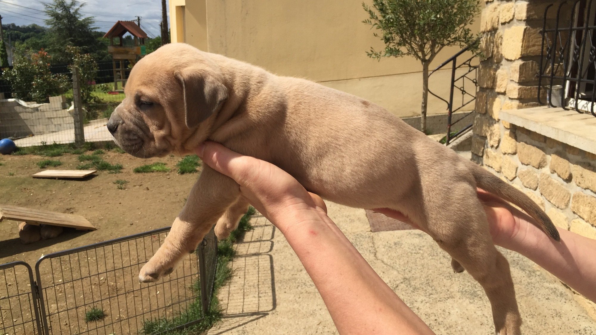 Chiot mâle bully xl fauve aux yeux bleus