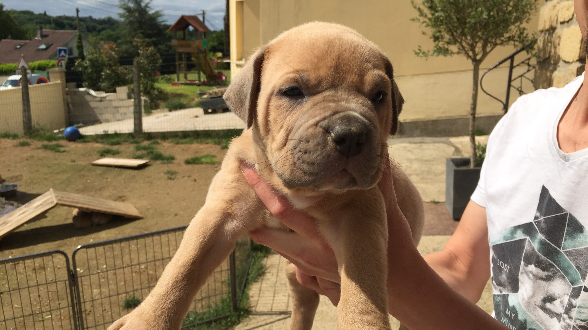 Chiot mâle bully xl fauve aux yeux bleus