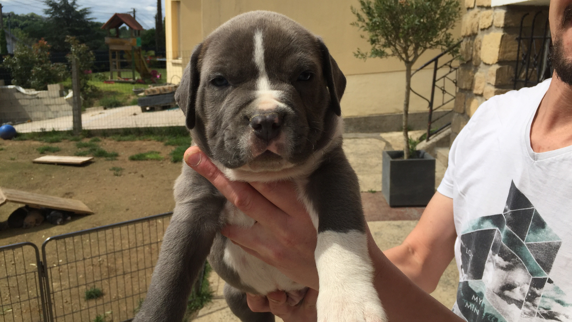 Chiot mâle bully xl