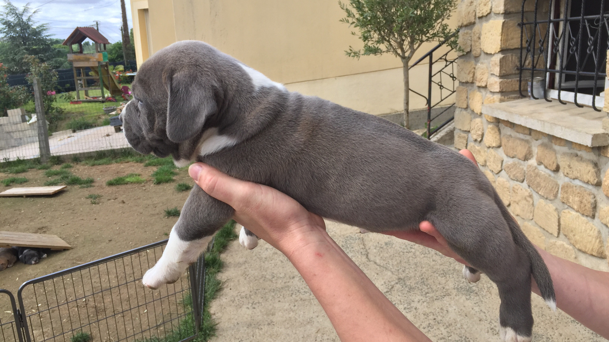 Chiot mâle bully xl