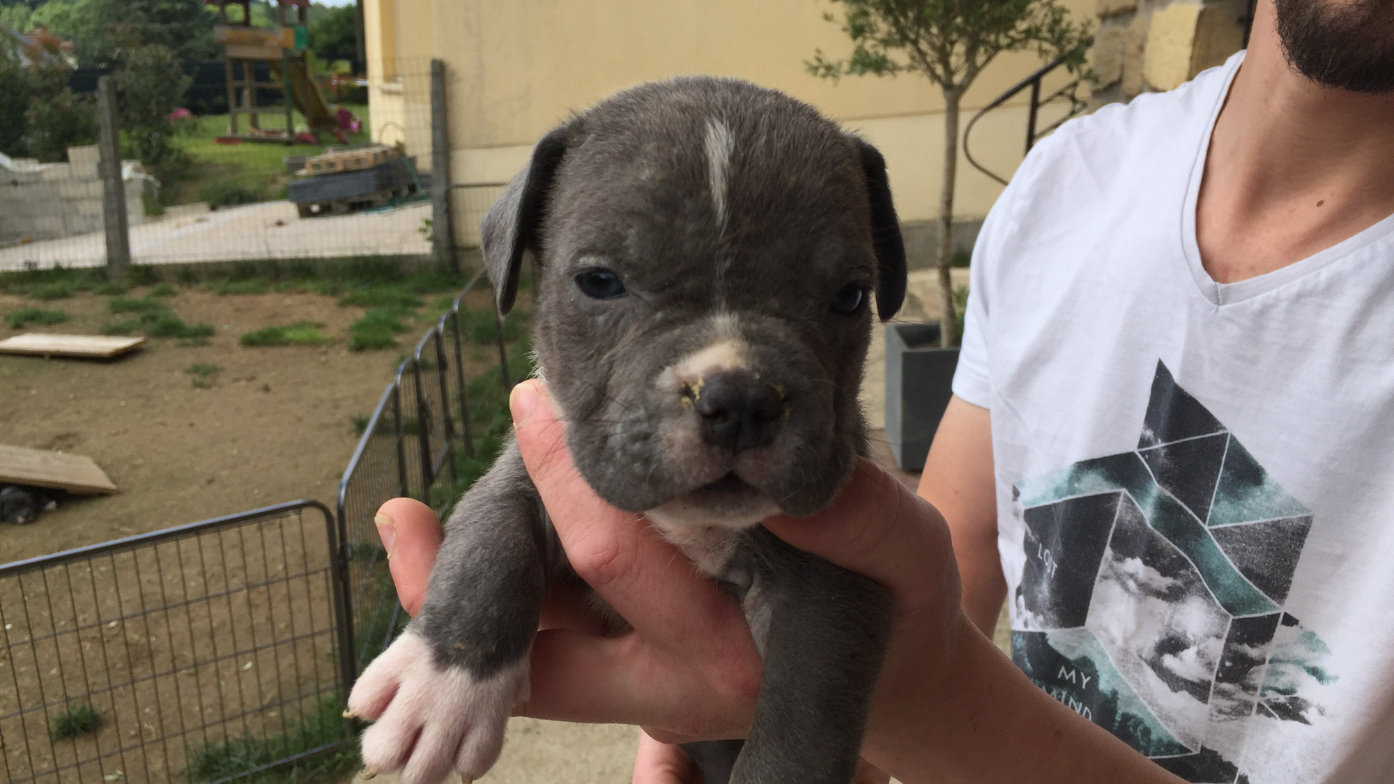 Chiot mâle bully xl bleue aux yeux bleus