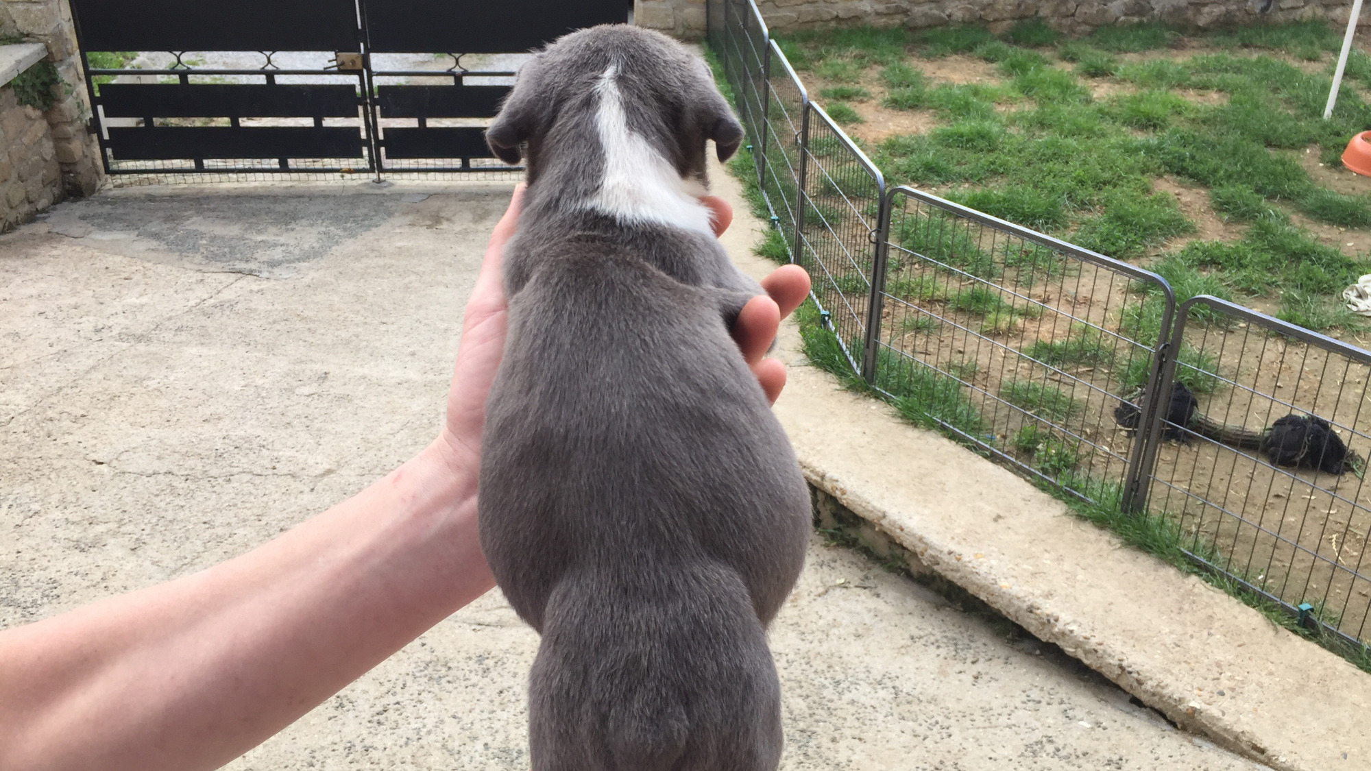 Chiot mâle bully xl bleue aux yeux bleus