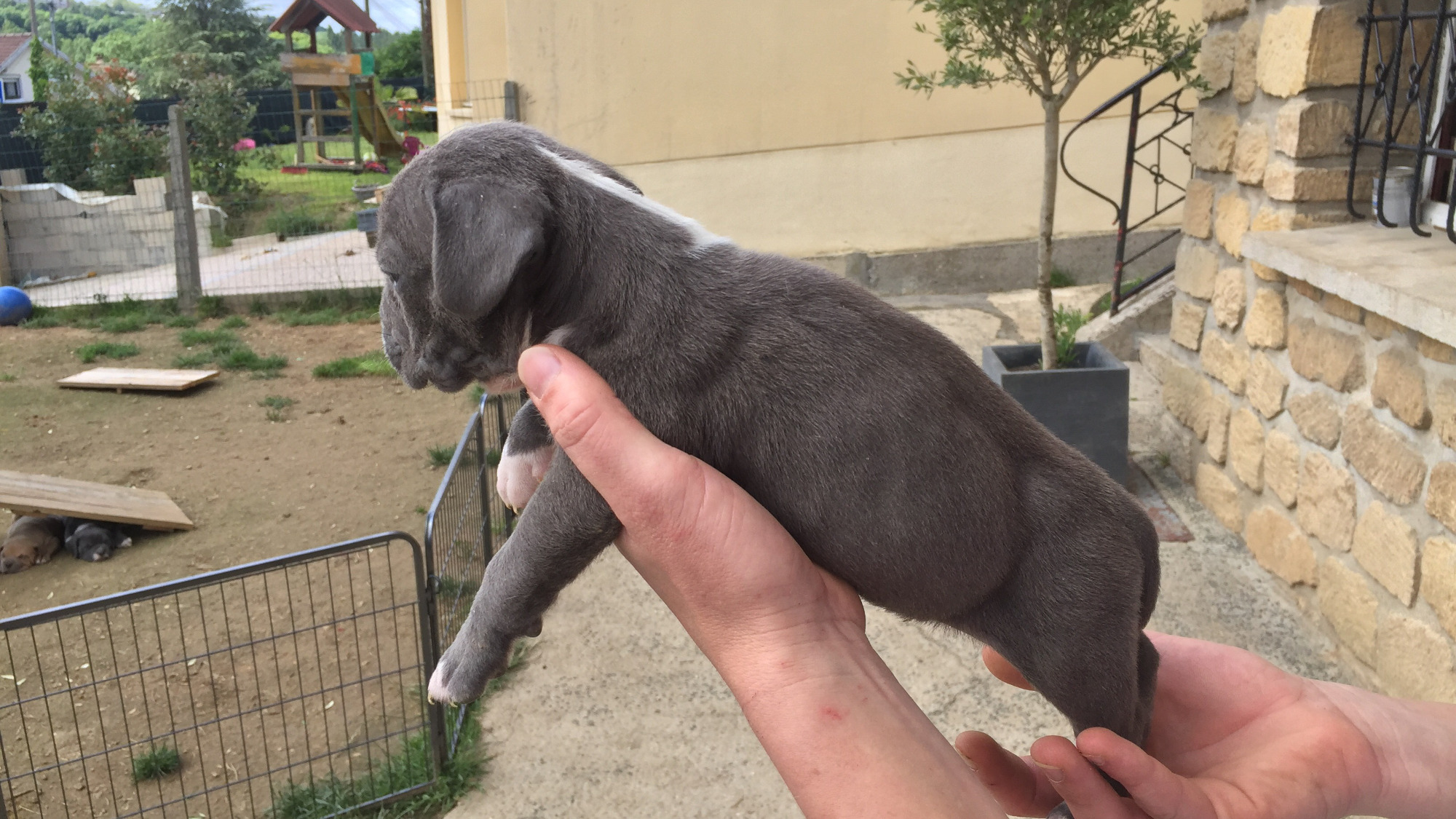 Chiot mâle bully xl bleue aux yeux bleus