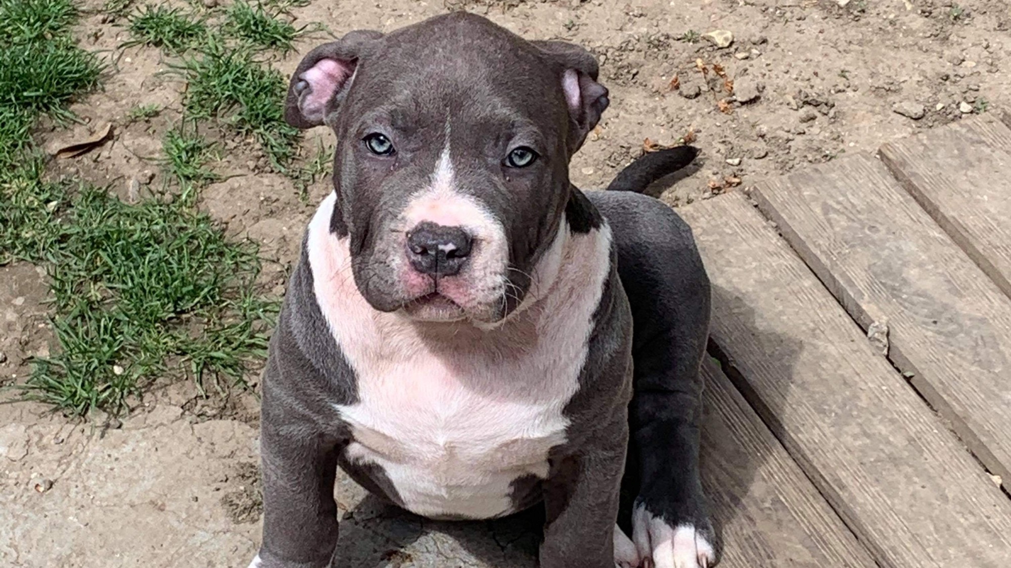 Chiot femelle bully xl bleu-blanc