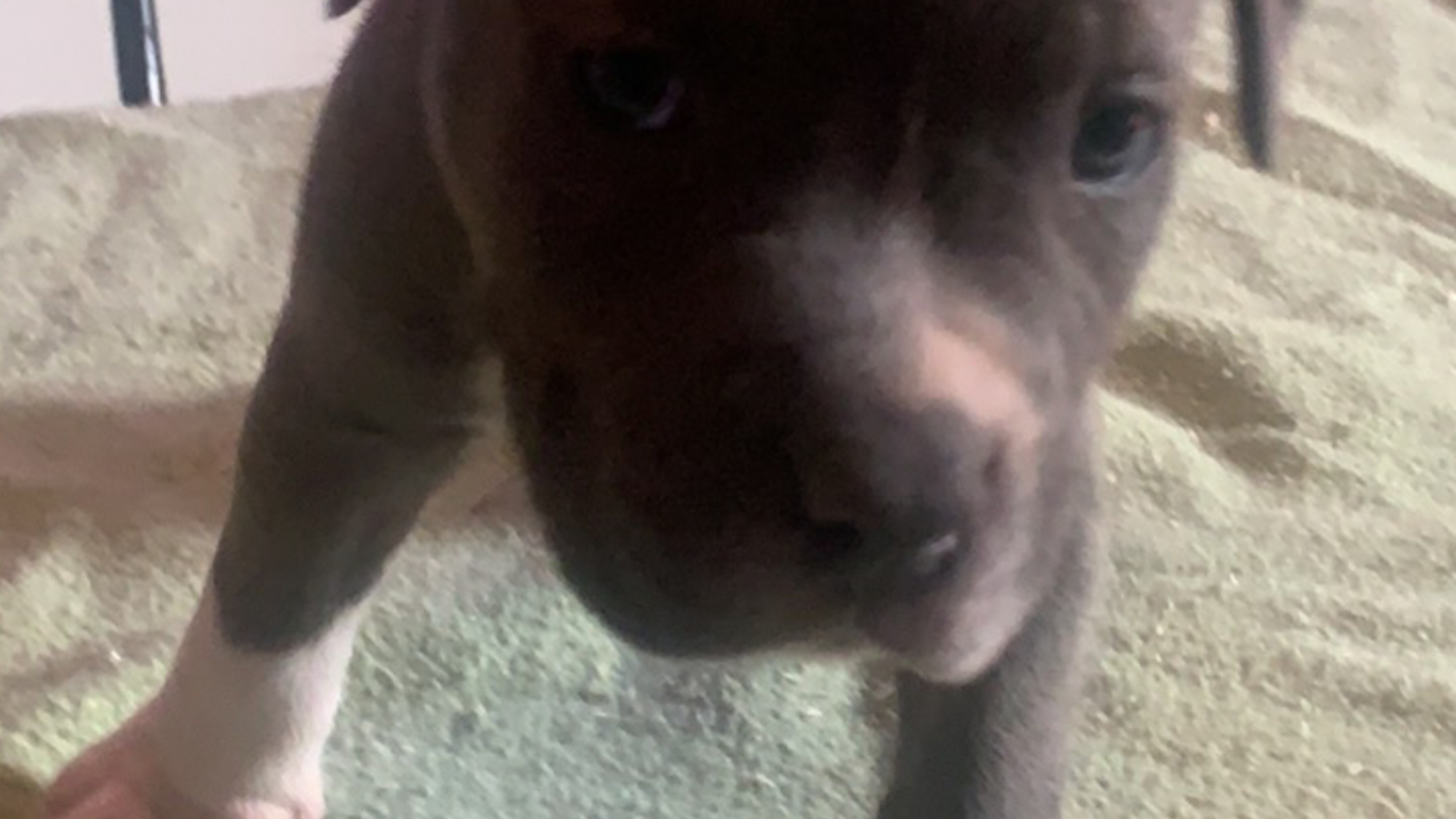 Chiot femelle bully xl bleu-blanc