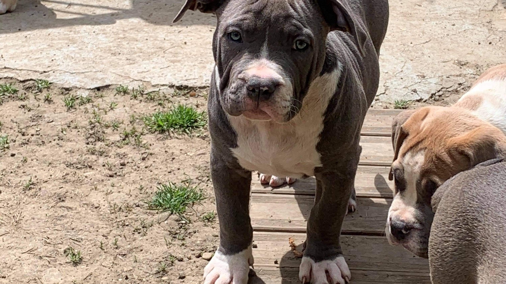 Chiot femelle bully xl bleu-blanc