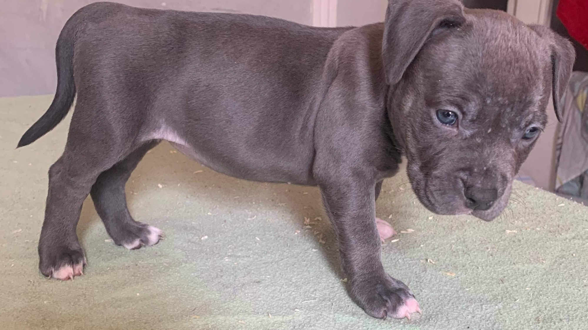 Chiot femelle bully xl bleu-blanc