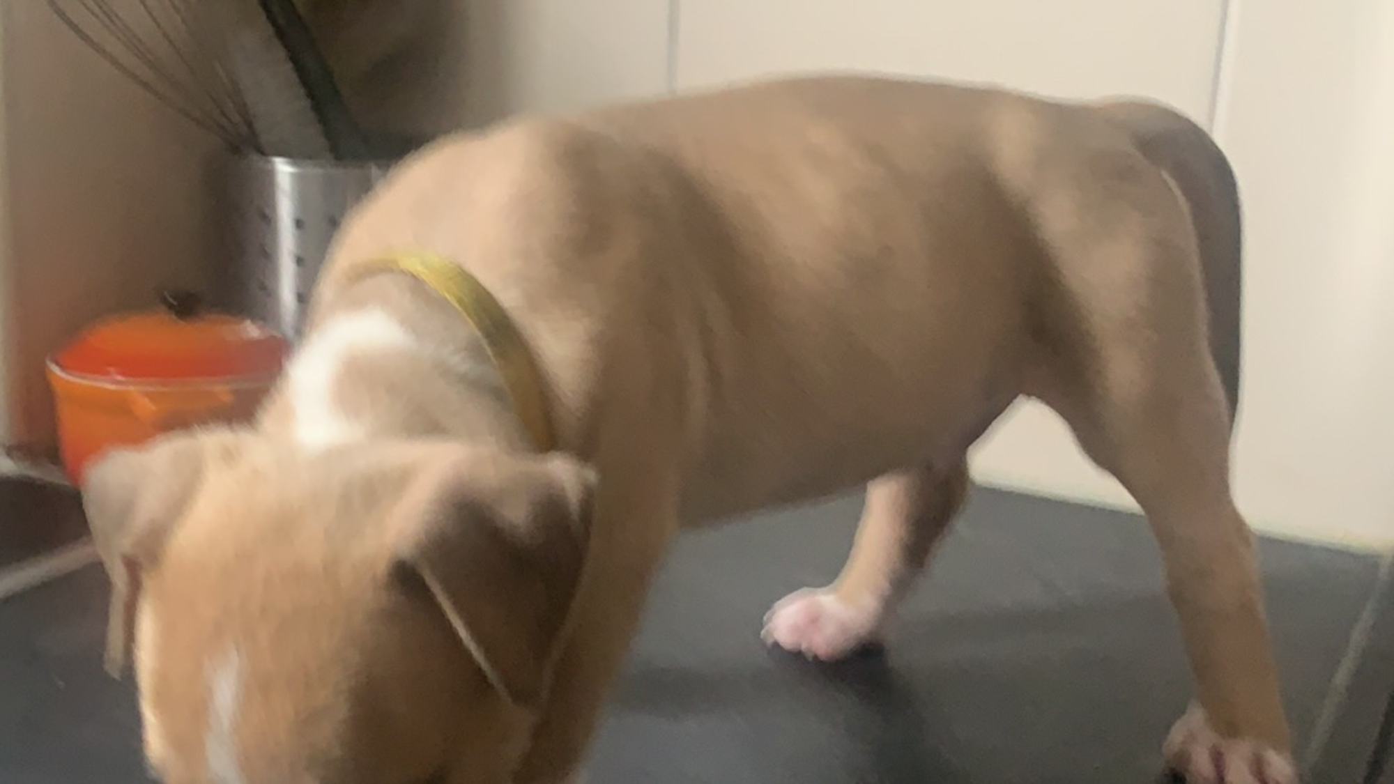 Chiot mâle bully xl fawn