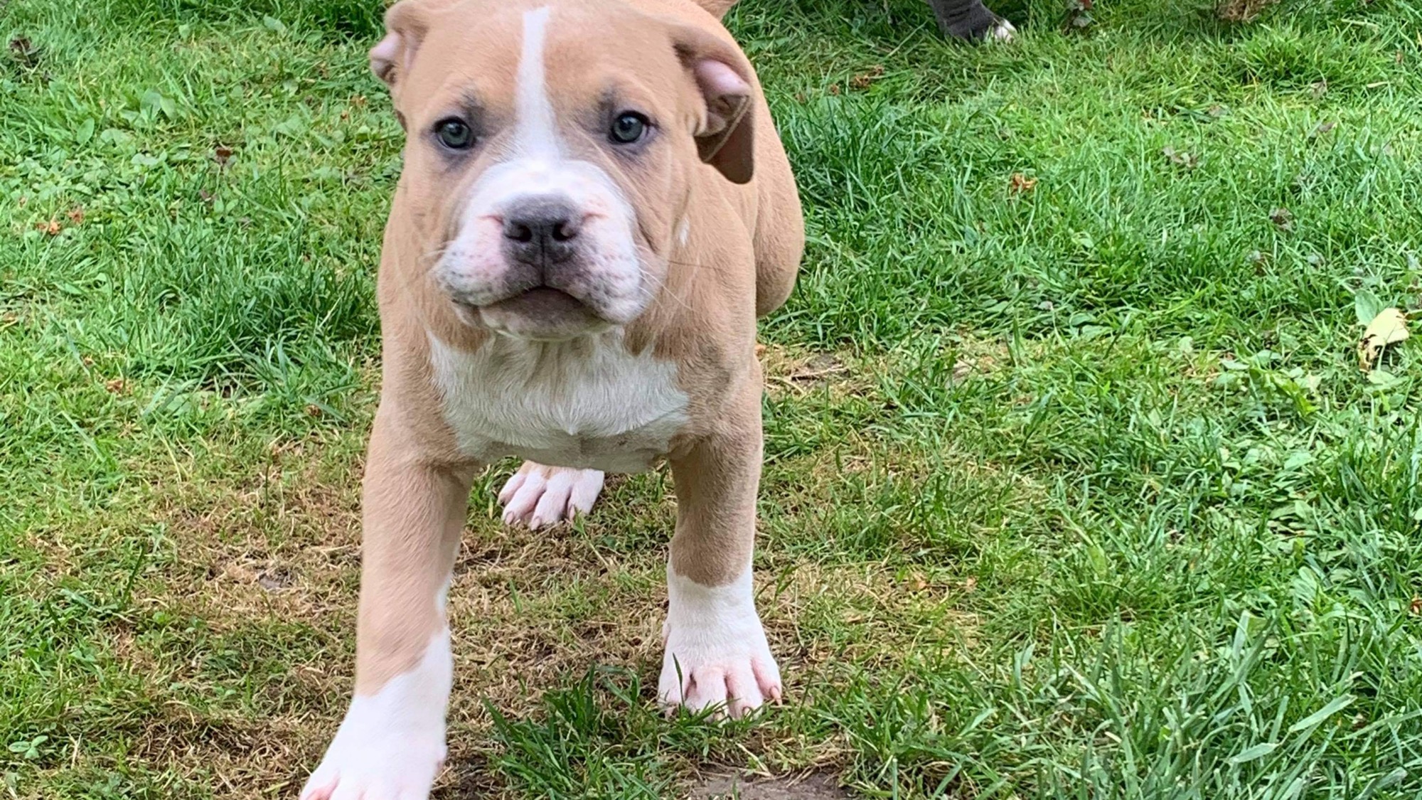 Chiot mâle bully xl fawn