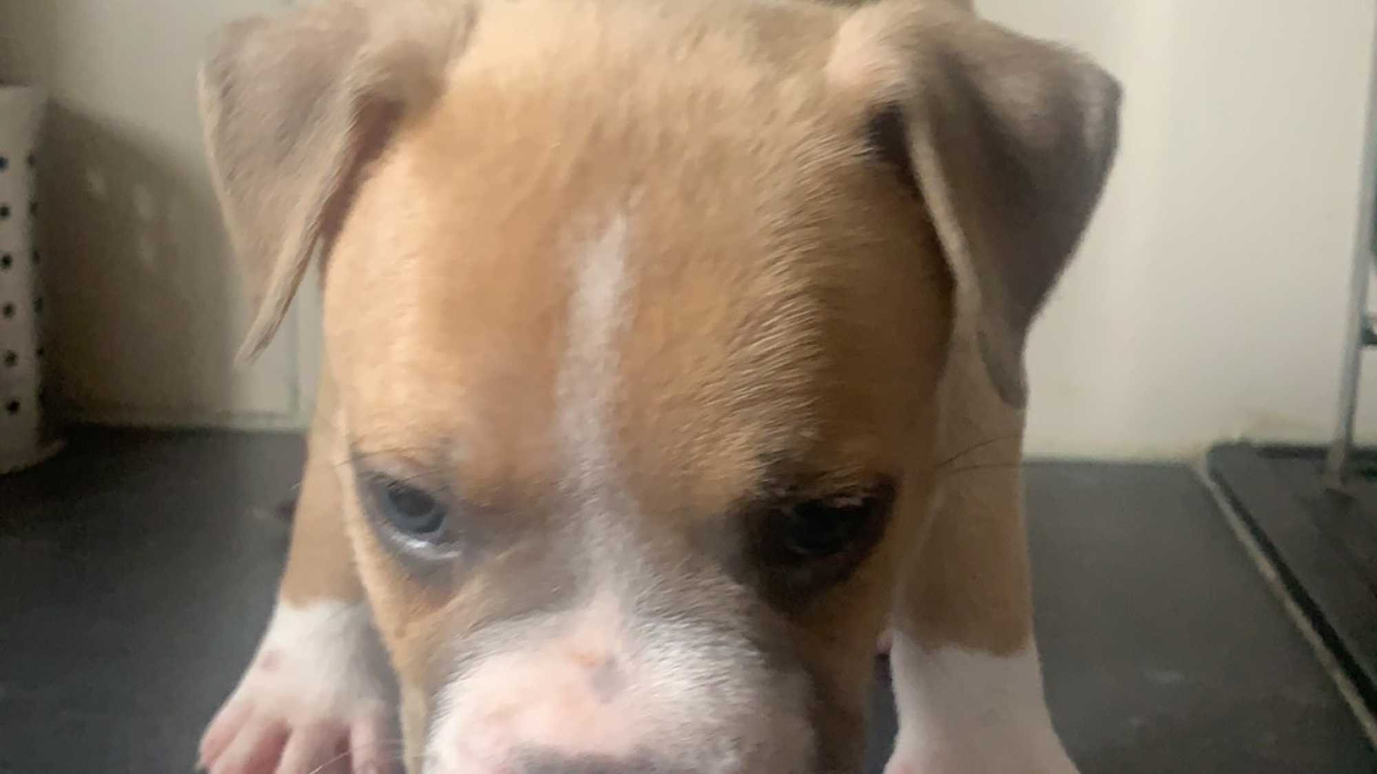 Chiot mâle bully xl fawn