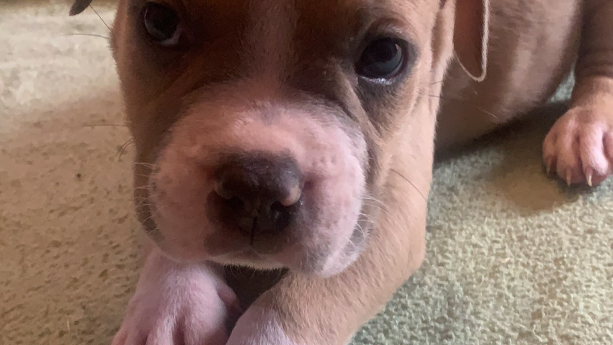 Chiot mâle bully xl fawn