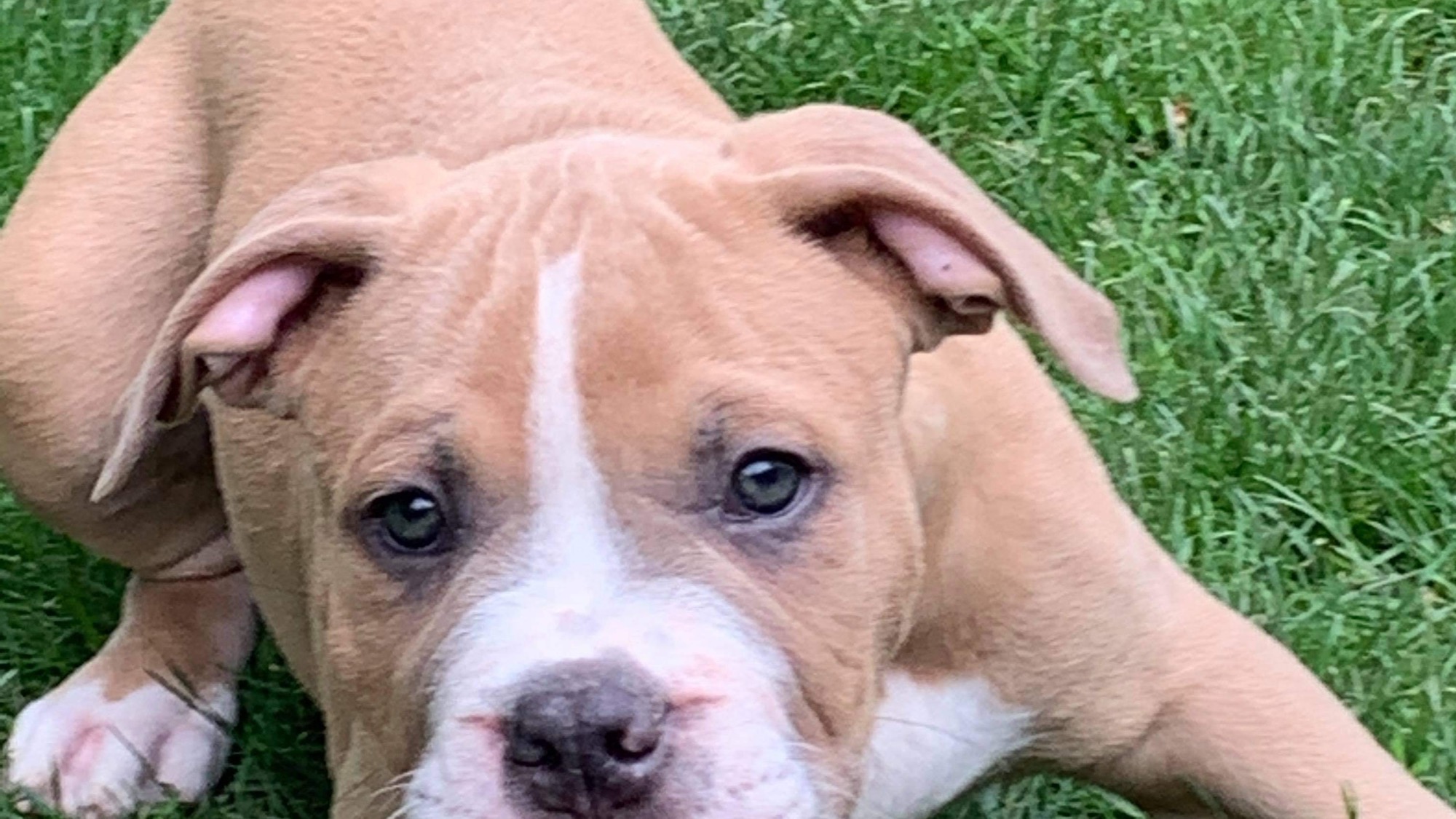 Chiot mâle bully xl fawn