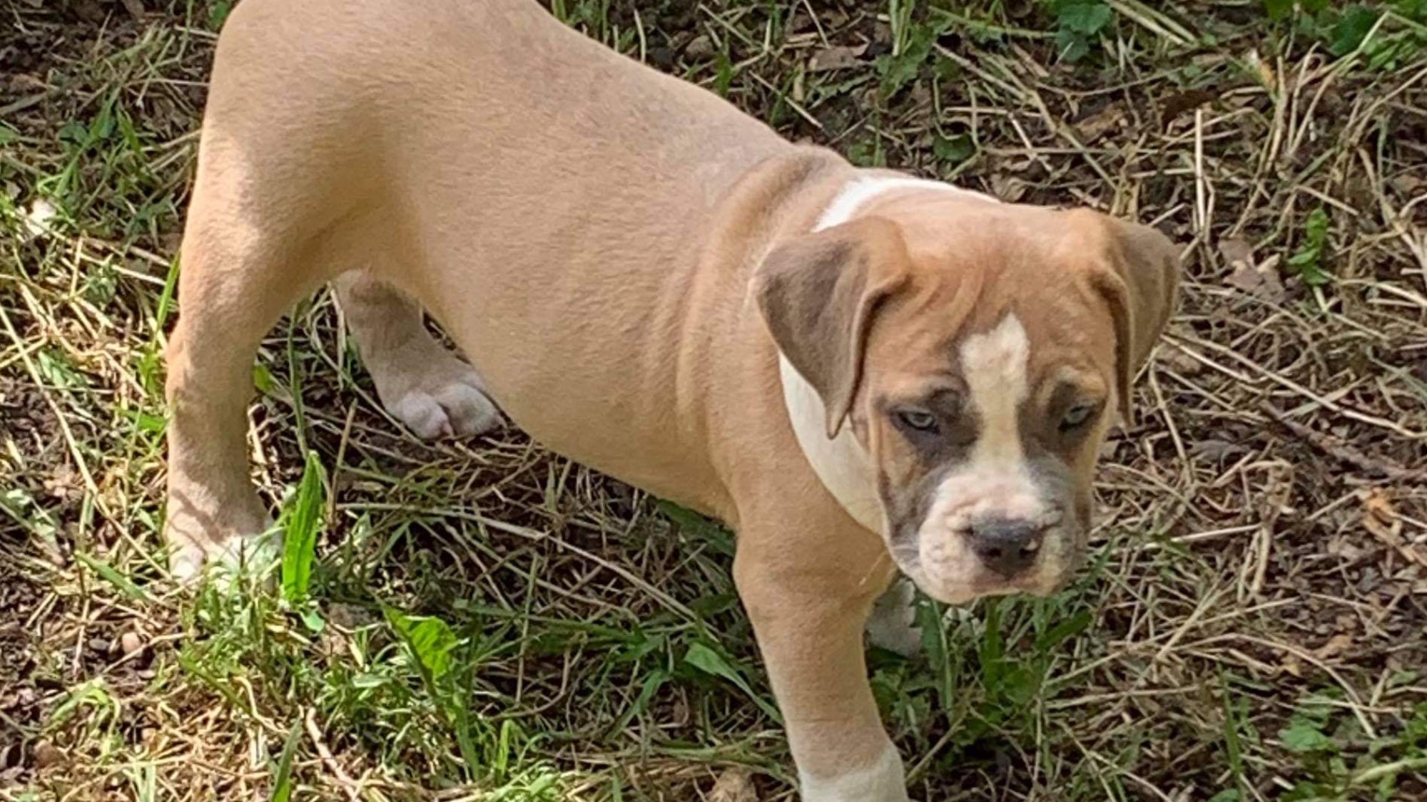 Chiot mâle bully xl fawn