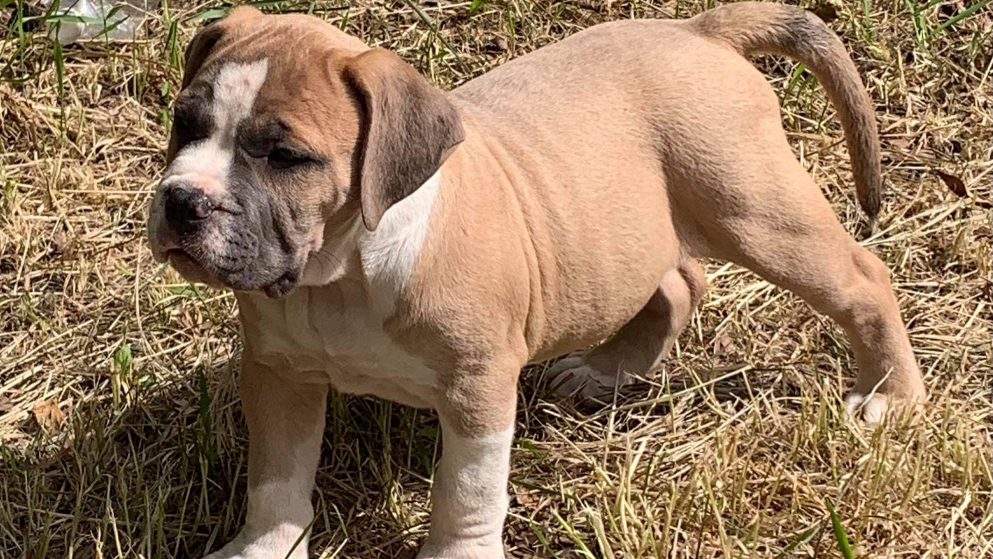 Chiot mâle bully xl fawn