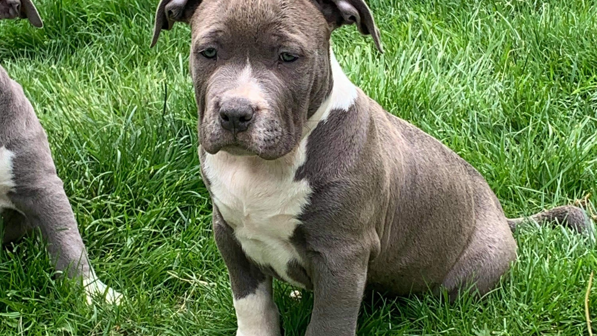 Chiot mâle bully xl bleu-blanc