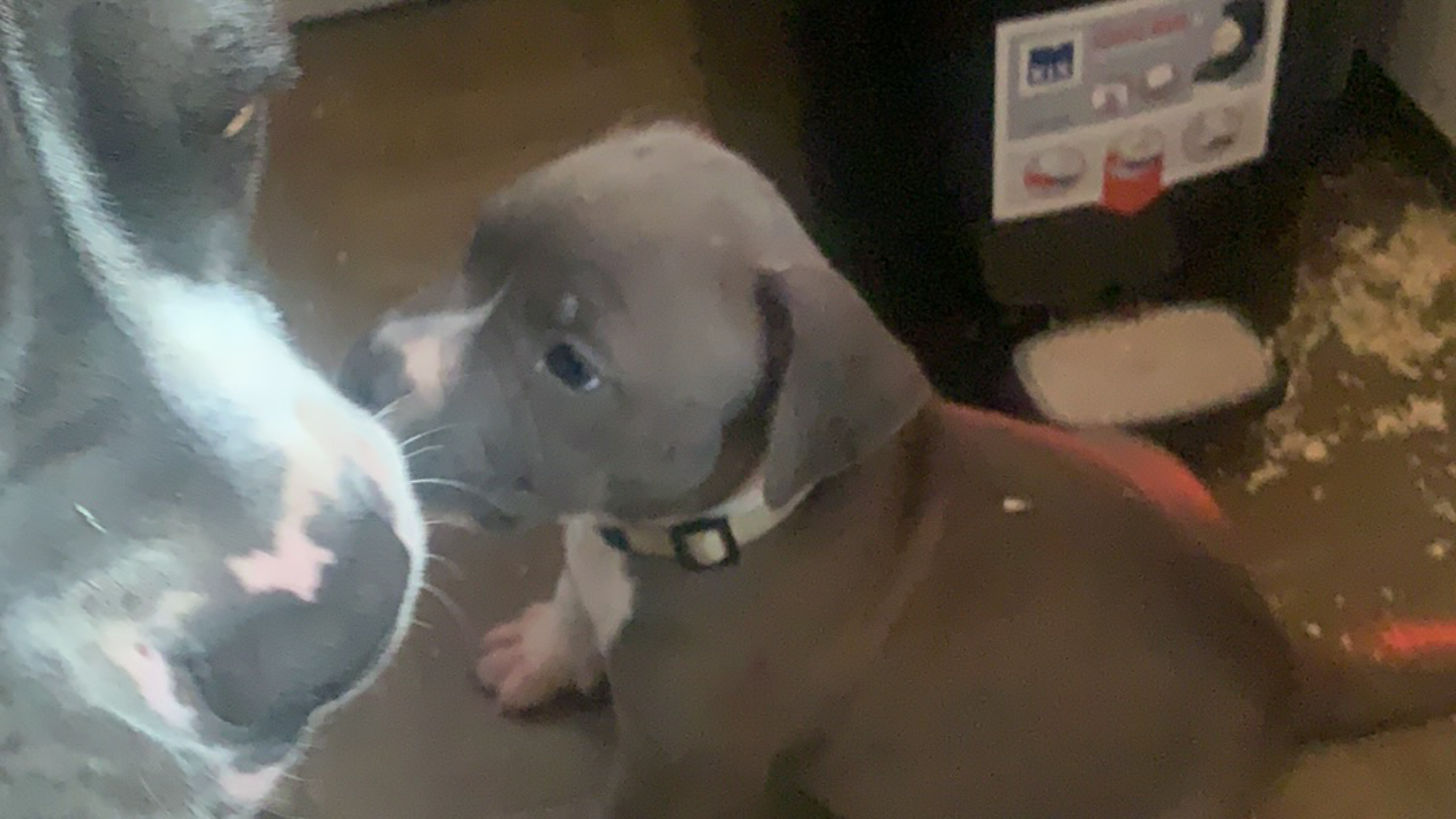 Chiot mâle bully xl bleu-blanc