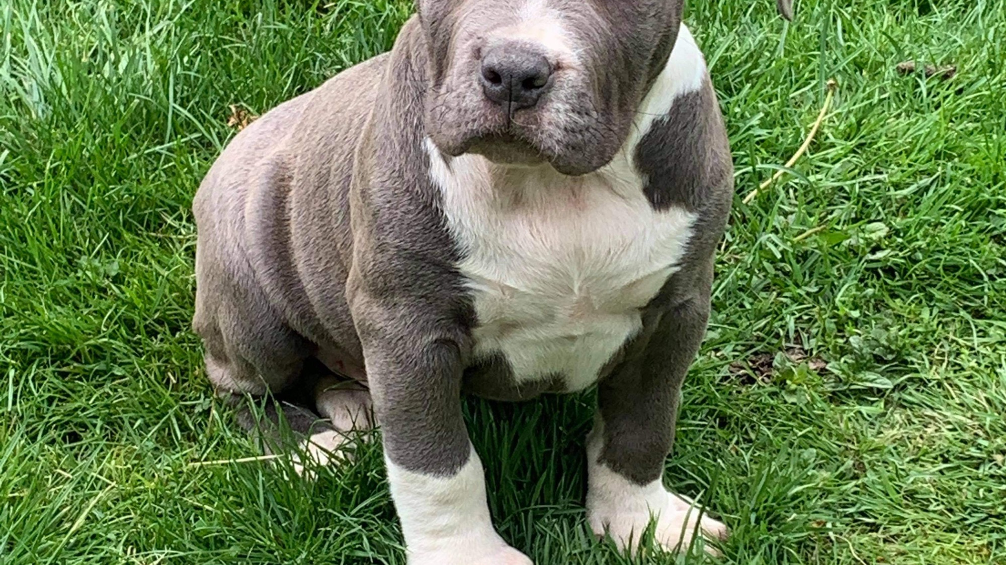 Chiot mâle bully xl bleu-blanc