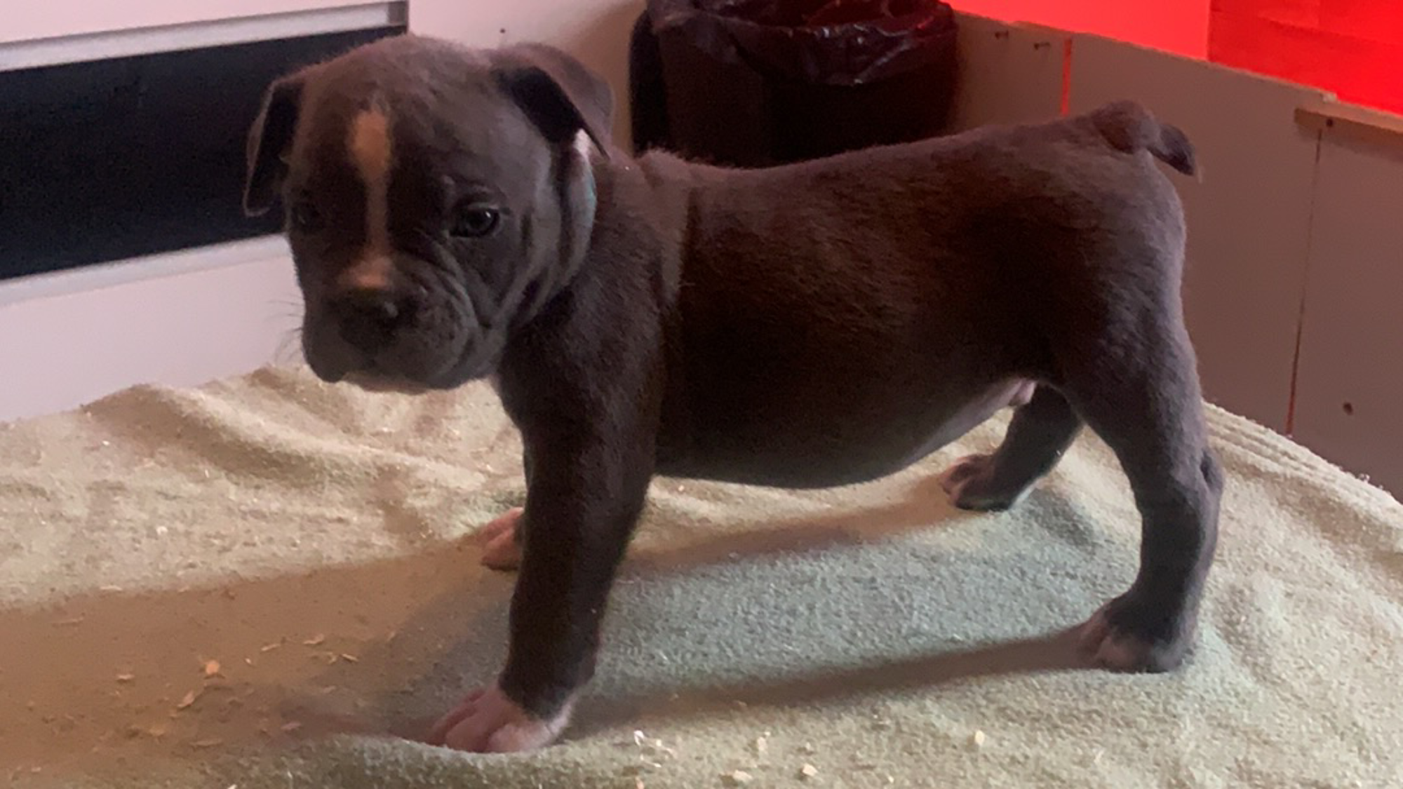 Chiot mâle bully xl bleu-blanc