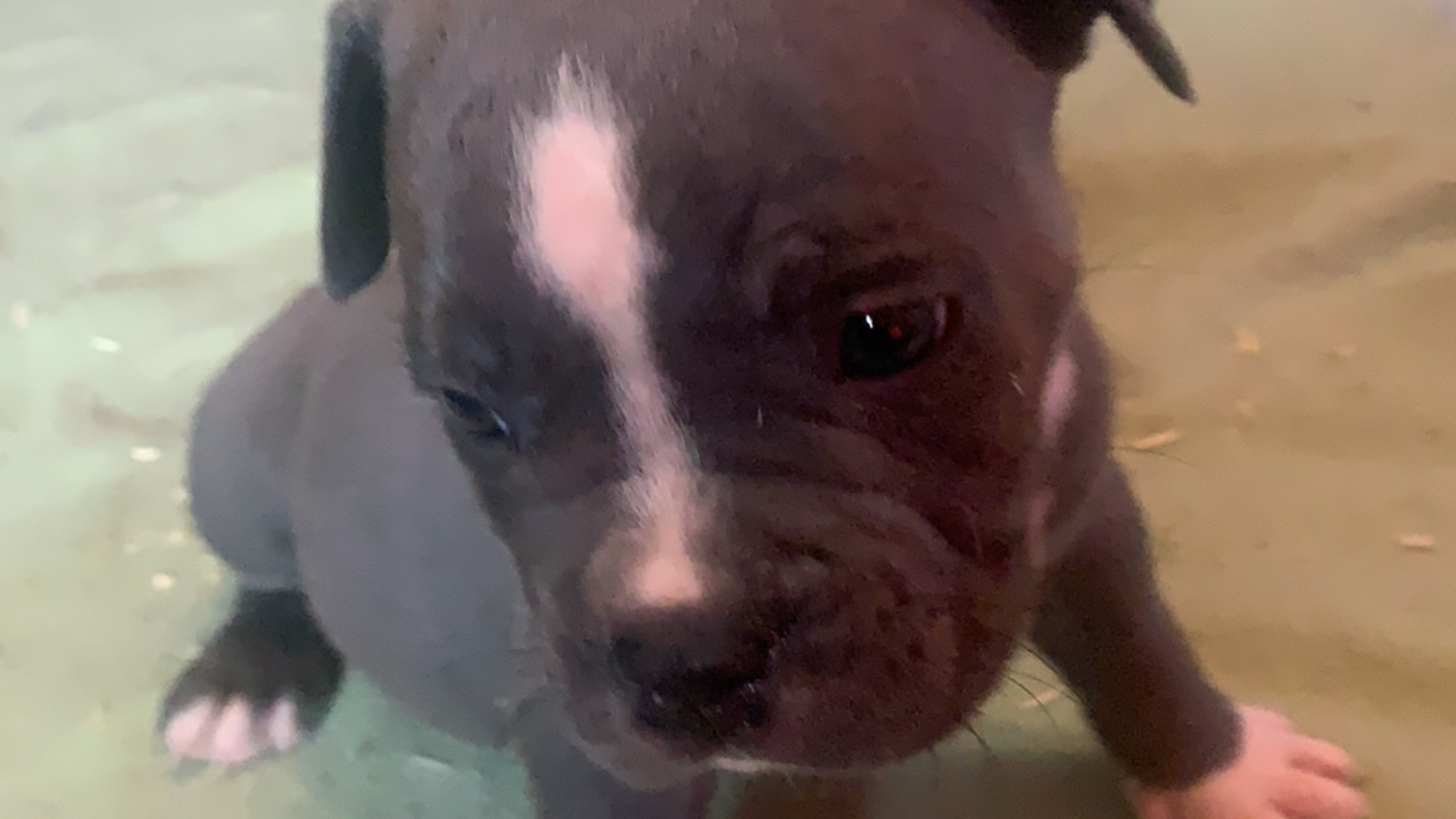 Chiot mâle bully xl bleu-blanc