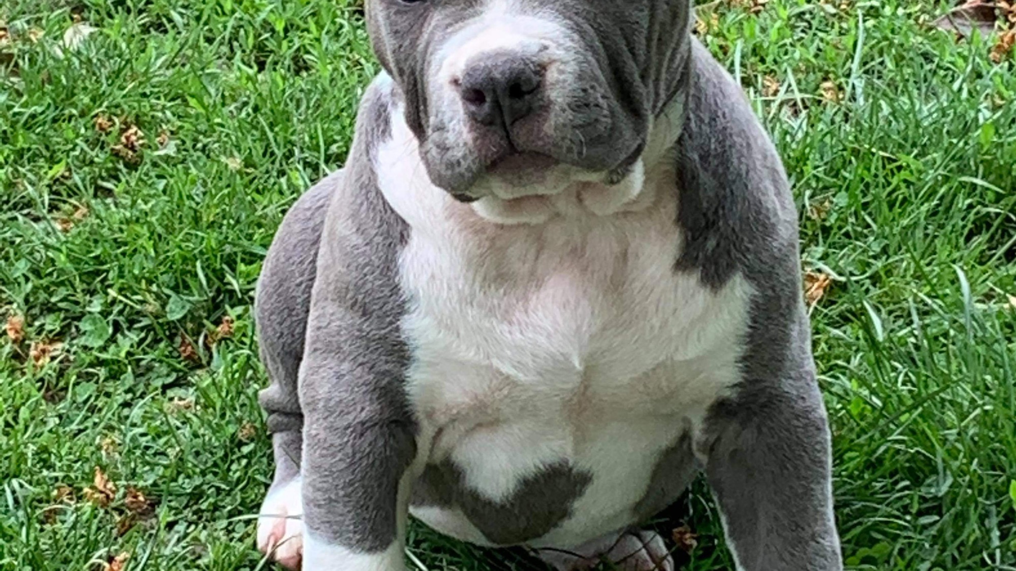 Chiot mâle bully xl bleu-blanc