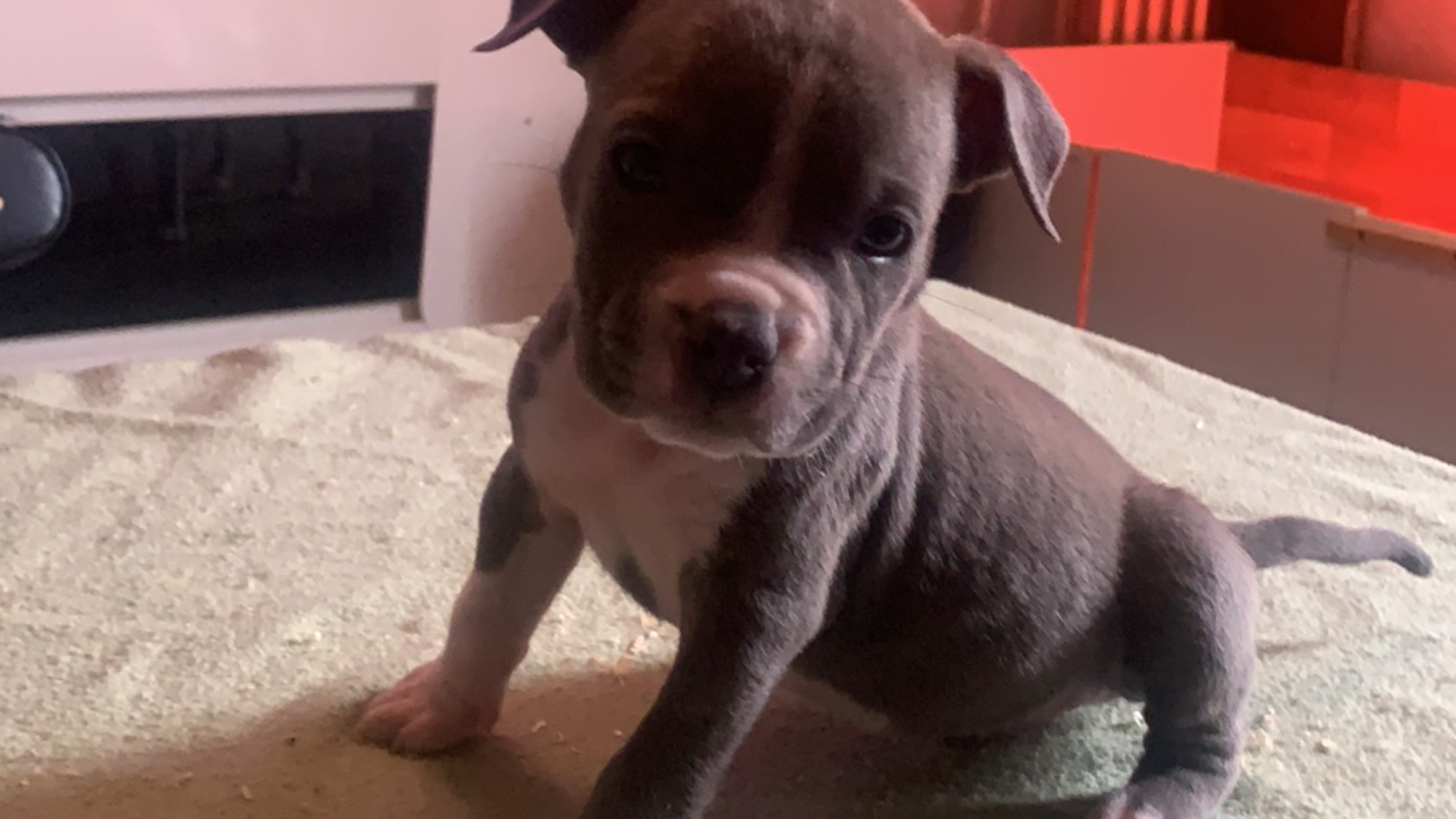 Chiot mâle bully xl bleu-blanc