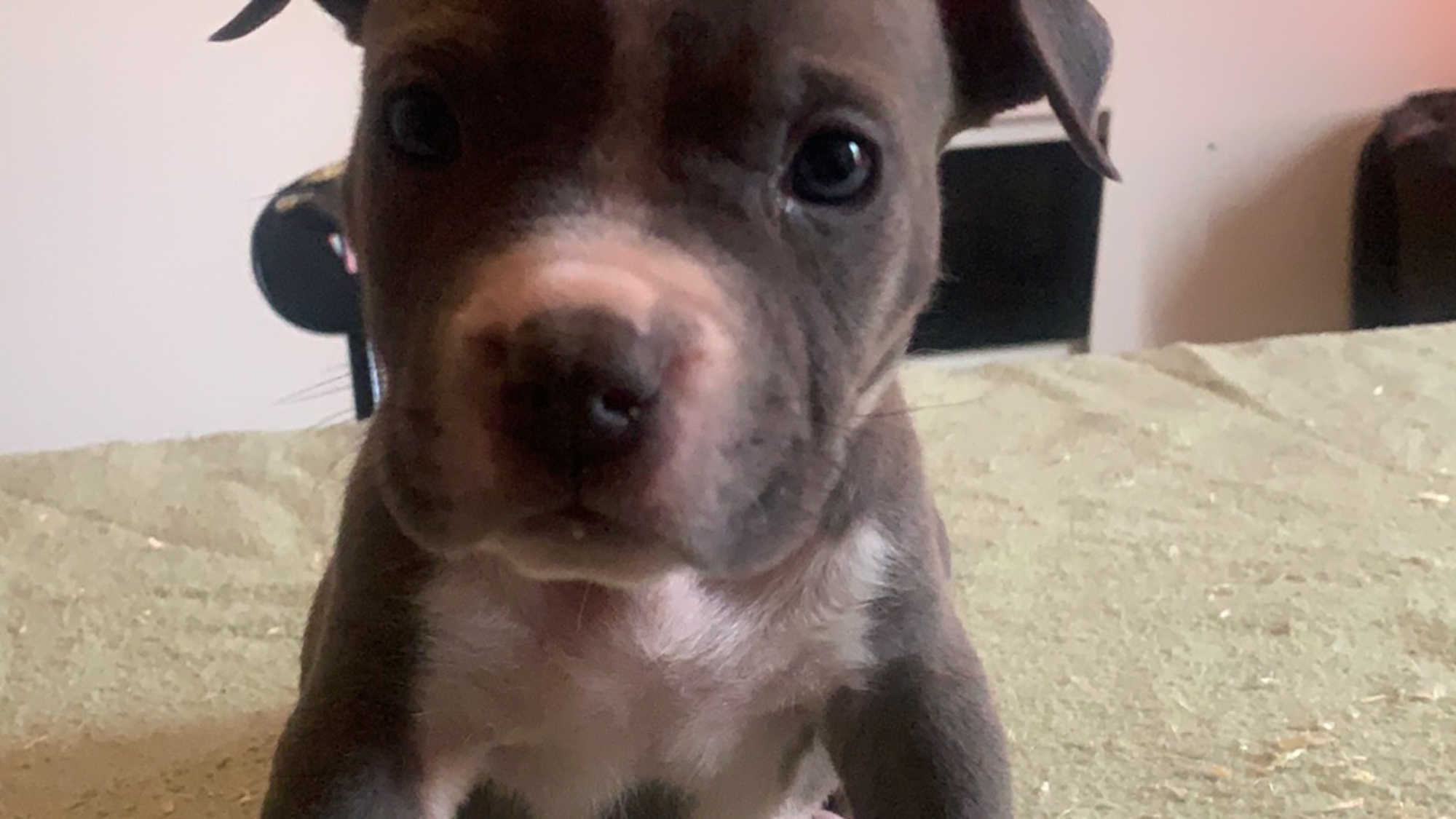 Chiot mâle bully xl bleu-blanc