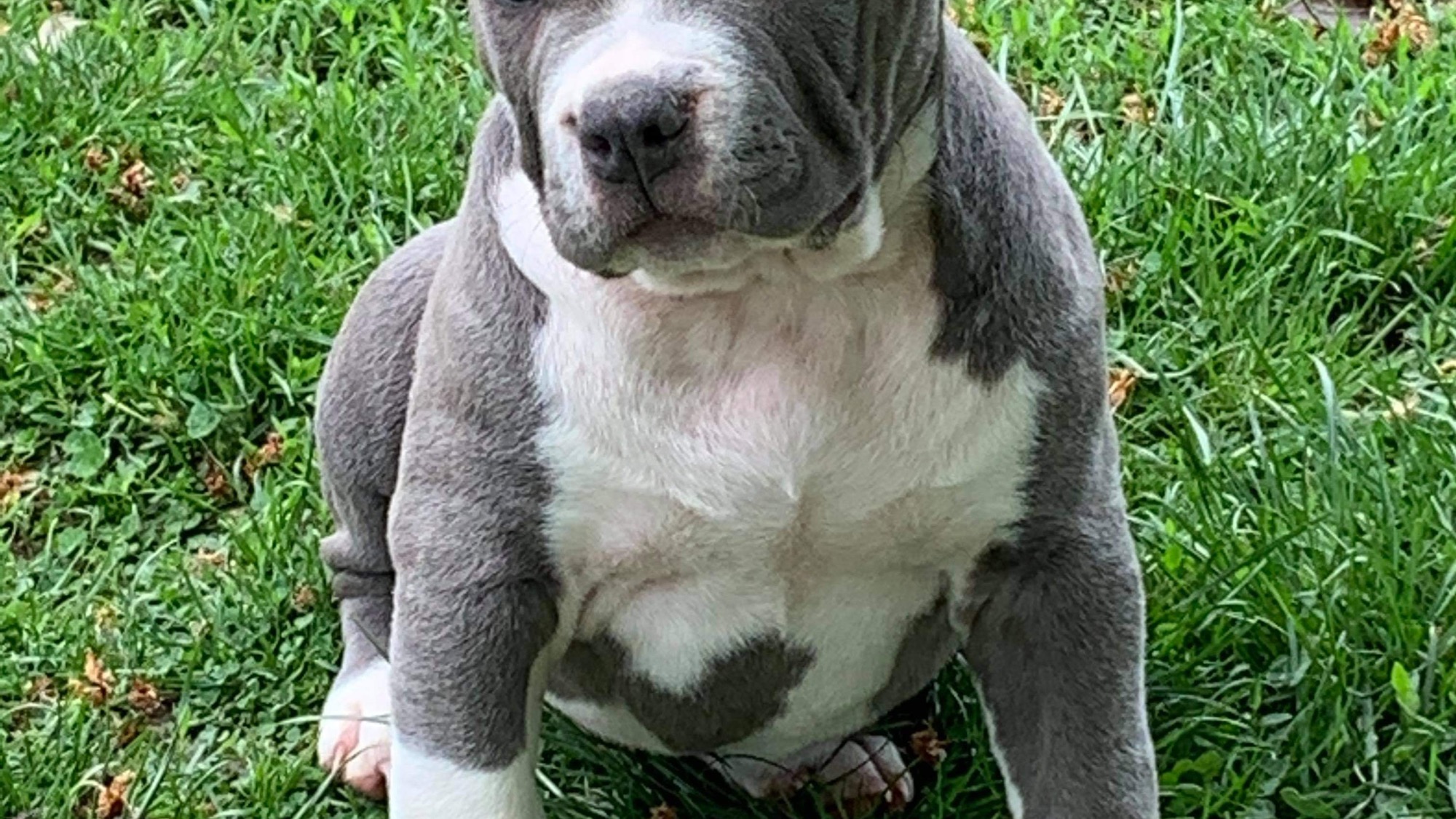 Chiot mâle bully xl bleu-blanc