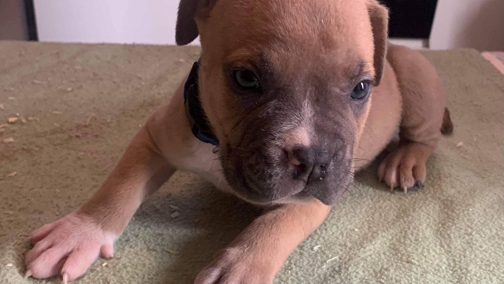 Chiot mâle bully xl fawn