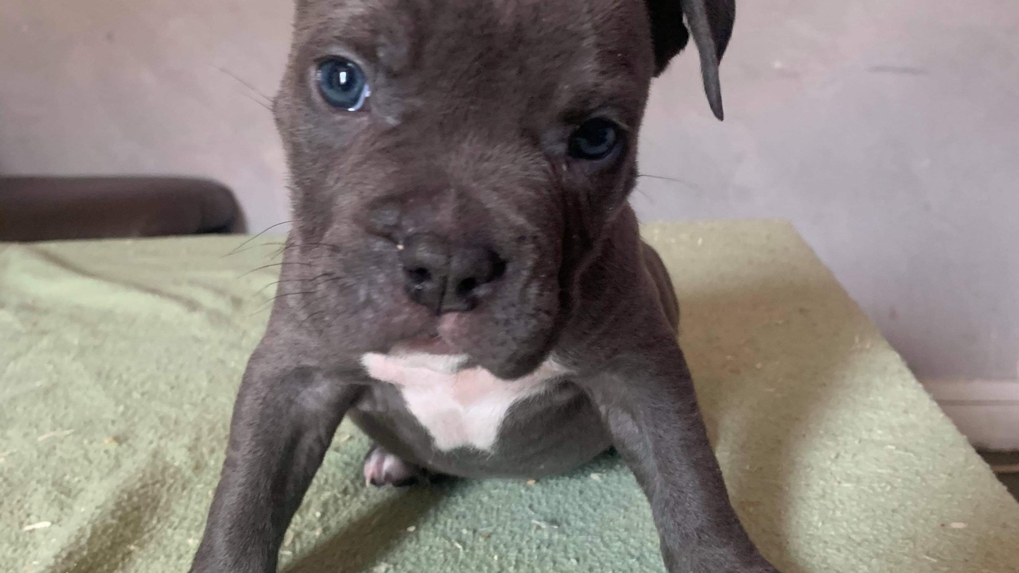 Chiot mâle bully xl