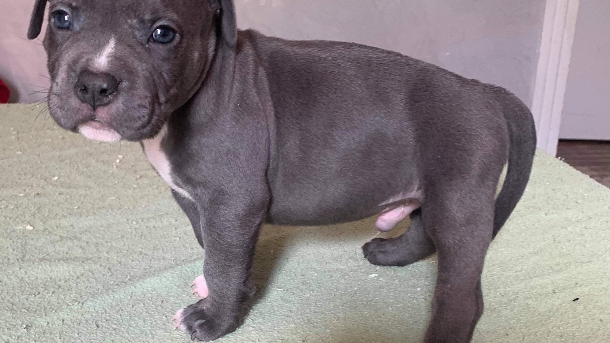 Chiot mâle bully xl