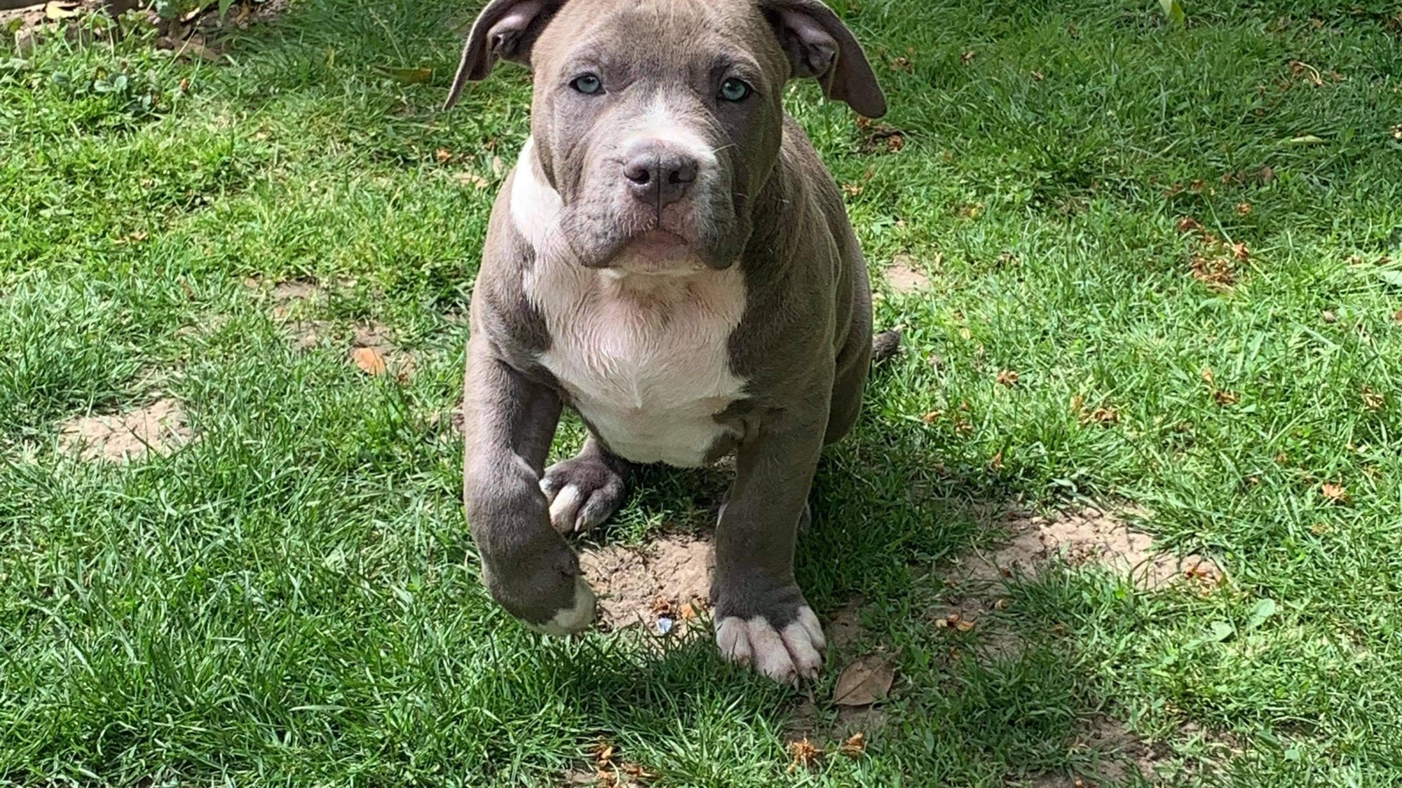 Chiot mâle bully xl