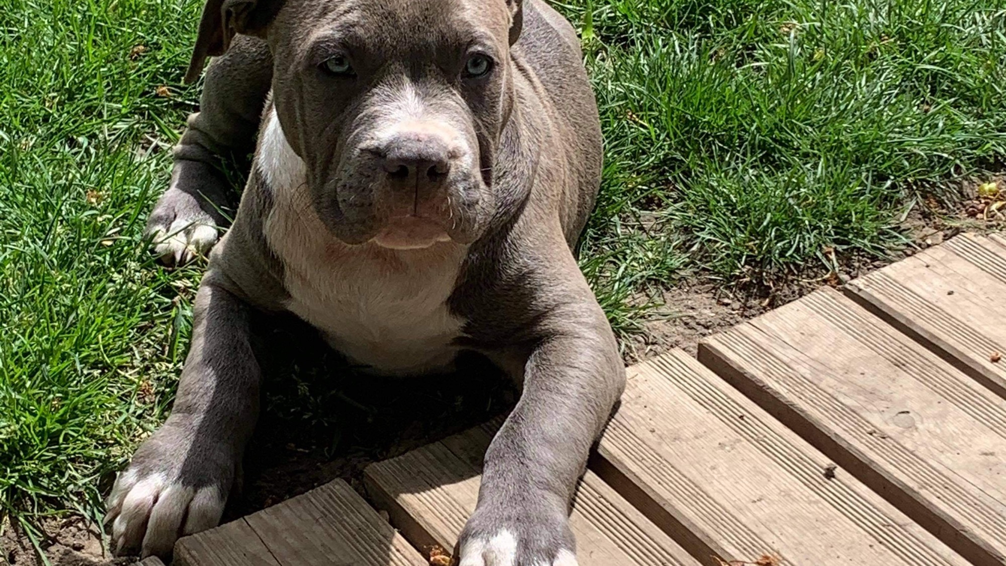 Chiot mâle bully xl