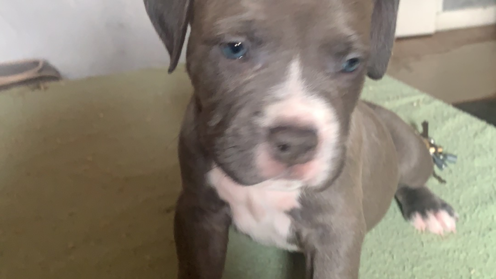 Chiot mâle bully xl