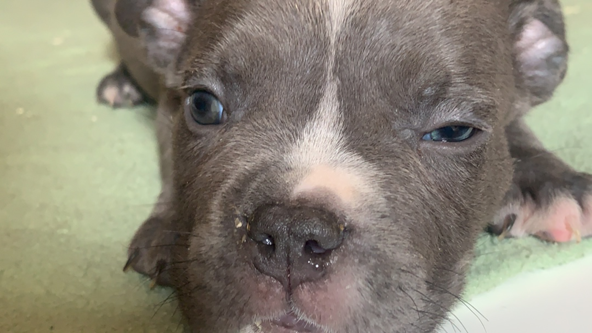 Chiot mâle bully xl