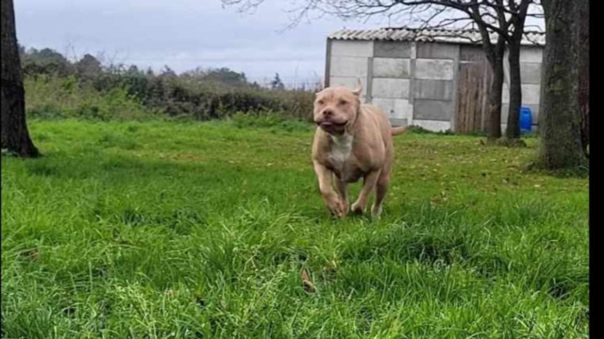 Chiot femelle bully xl champagne