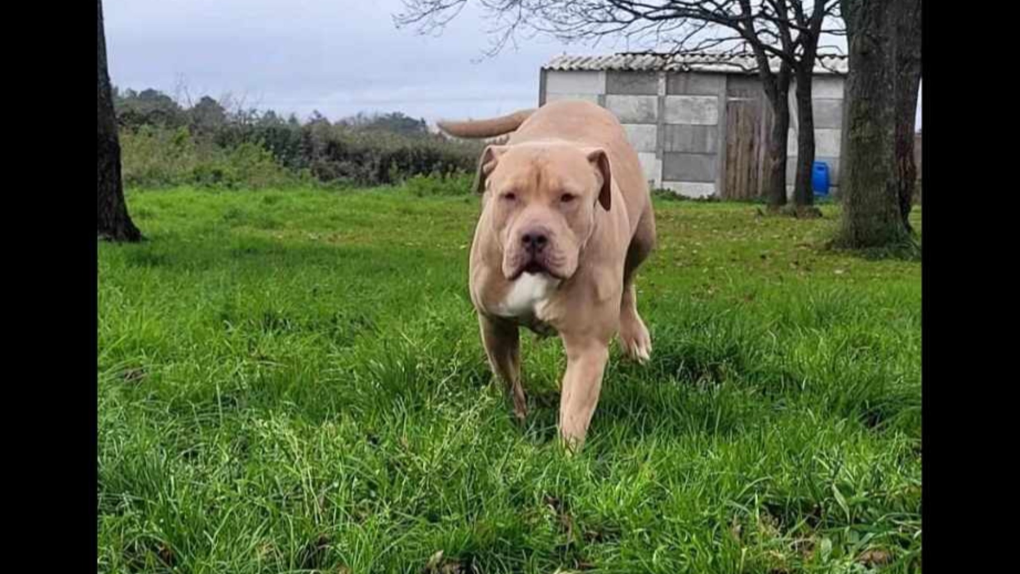 Chiot femelle bully xl champagne