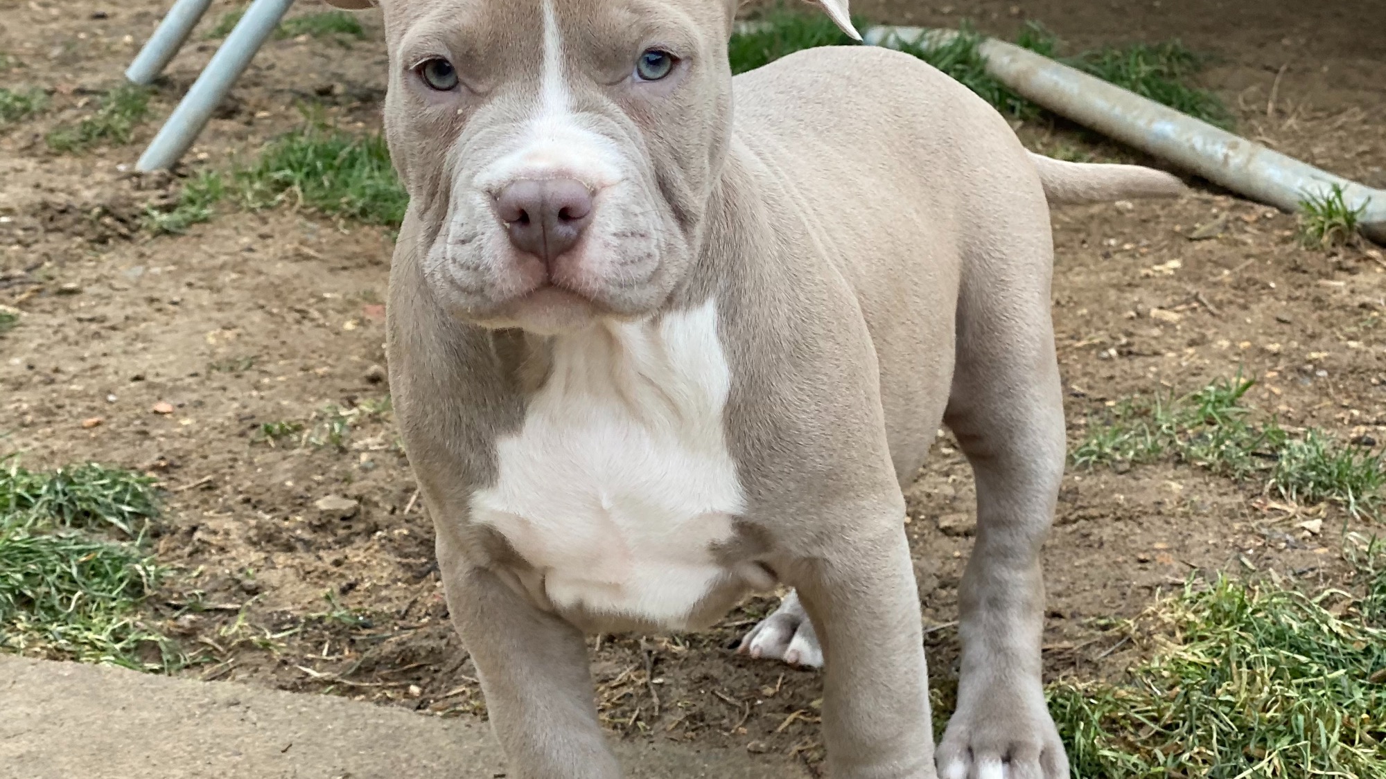 Chiot femelle bully xl