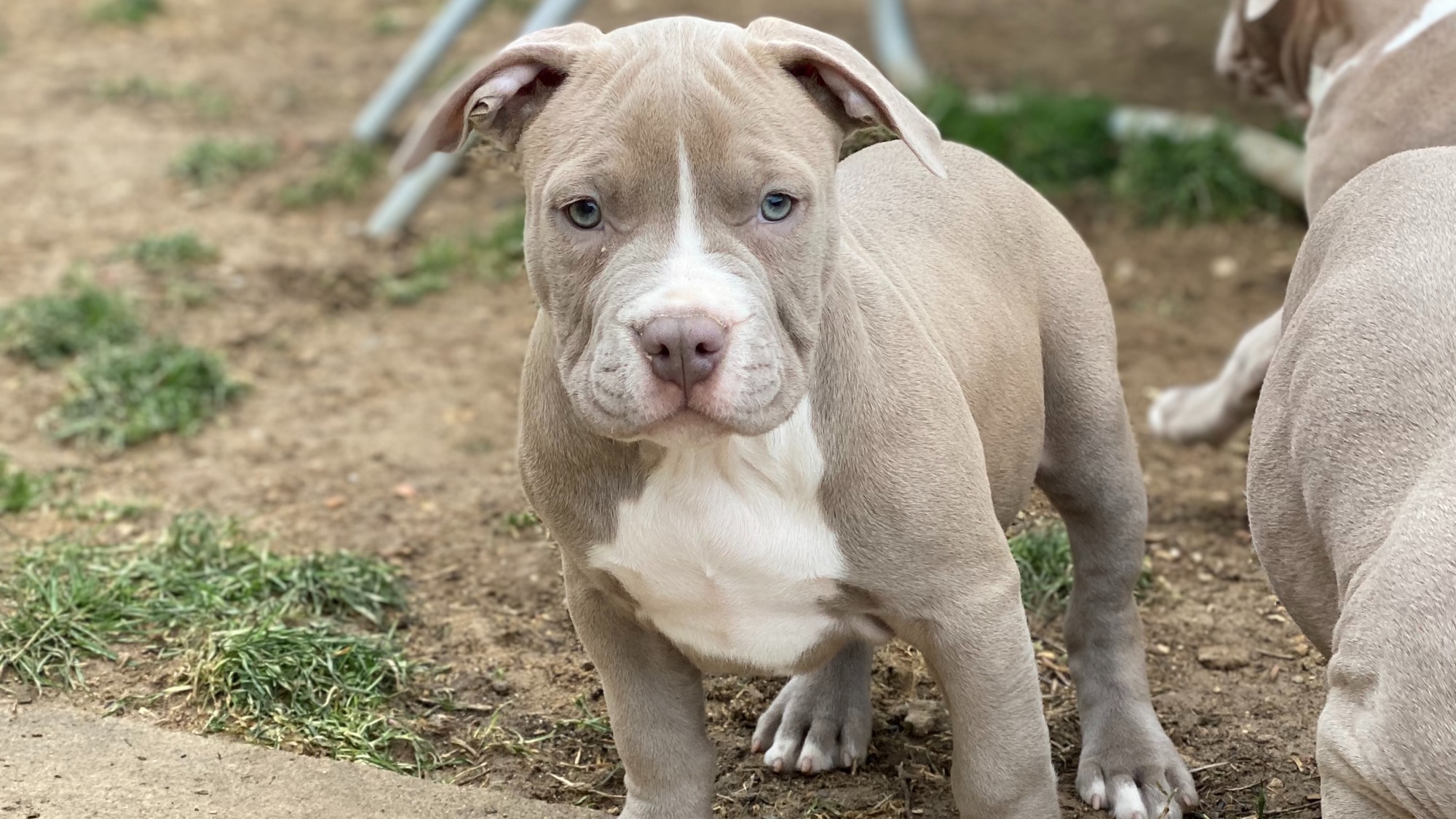 Chiot femelle bully xl