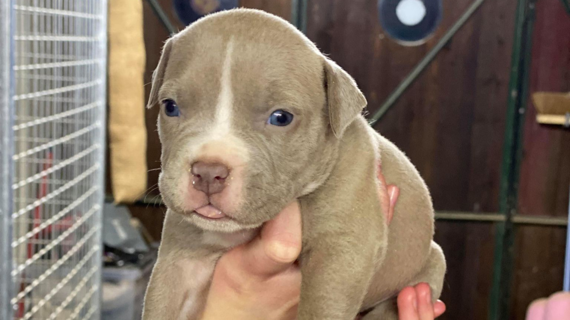 Chiot femelle bully xl