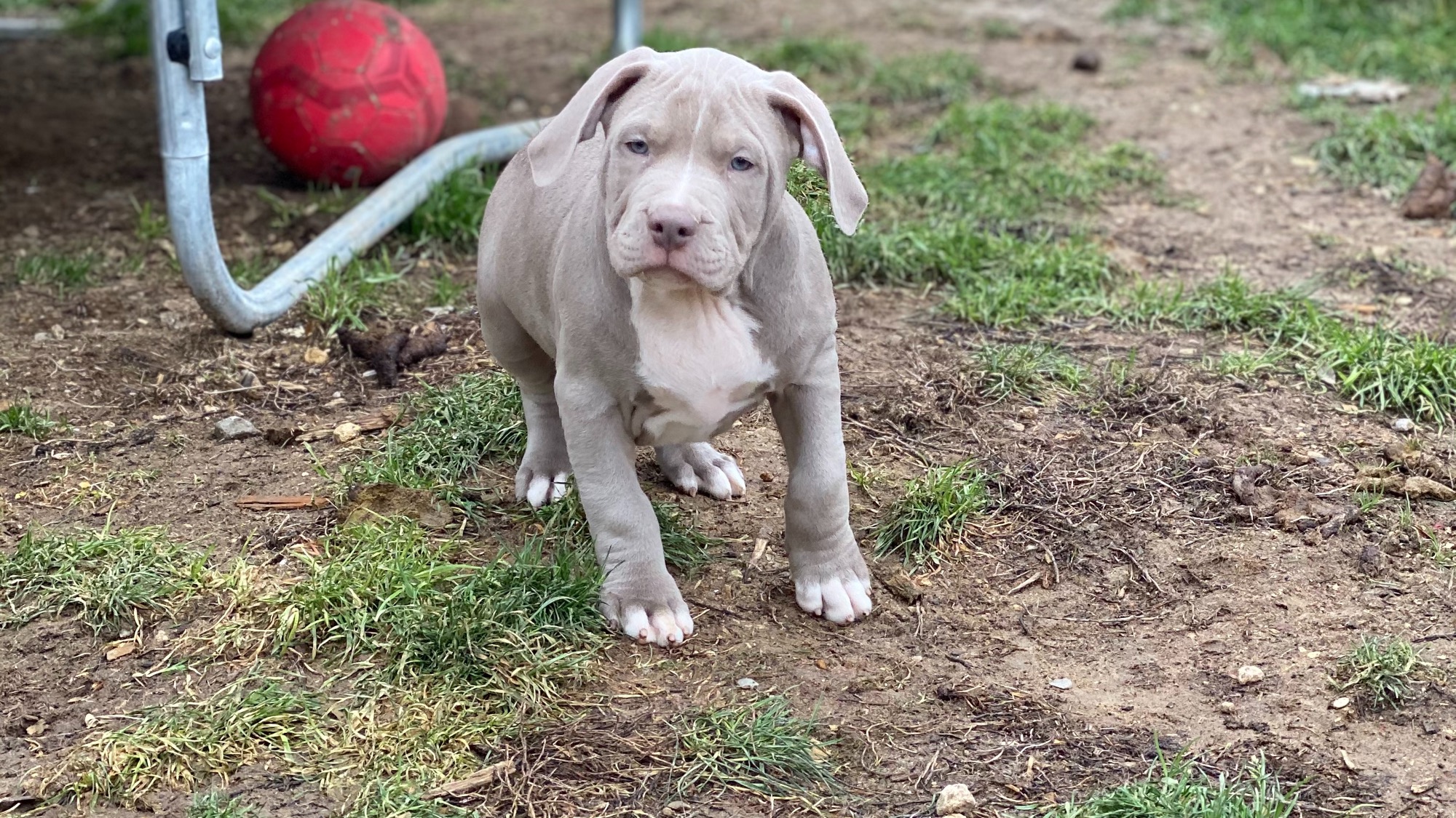 Chiot mâle bully xl