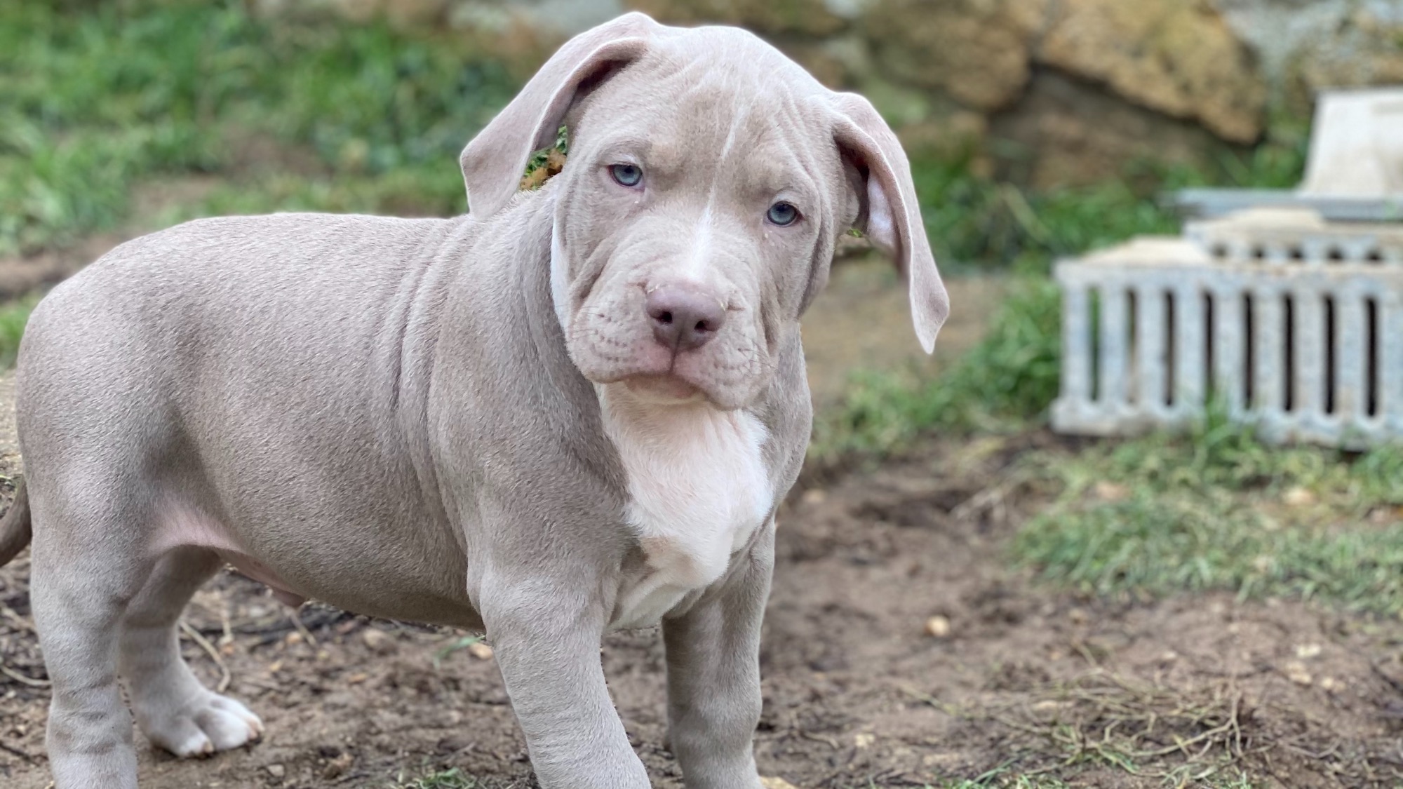 Chiot mâle bully xl