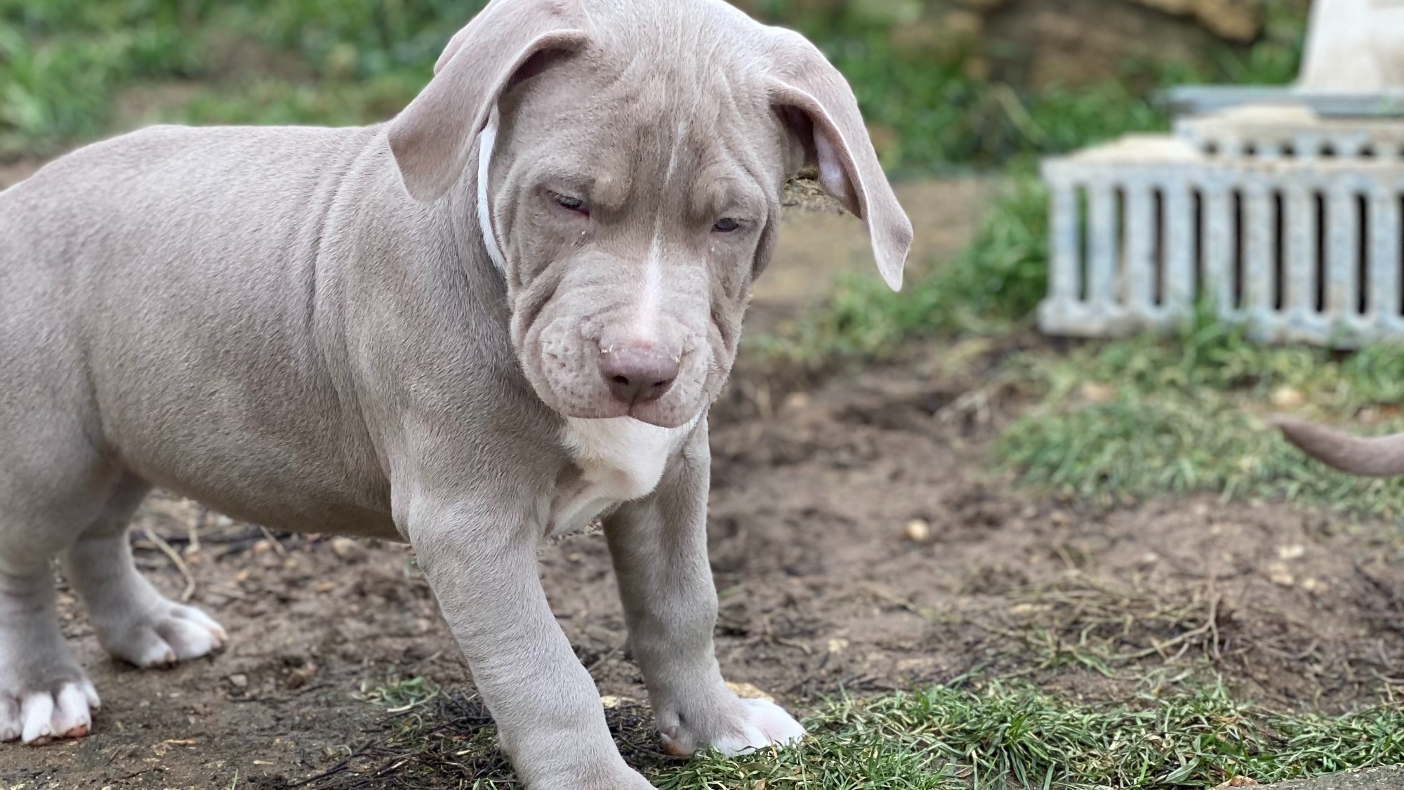 Chiot mâle bully xl