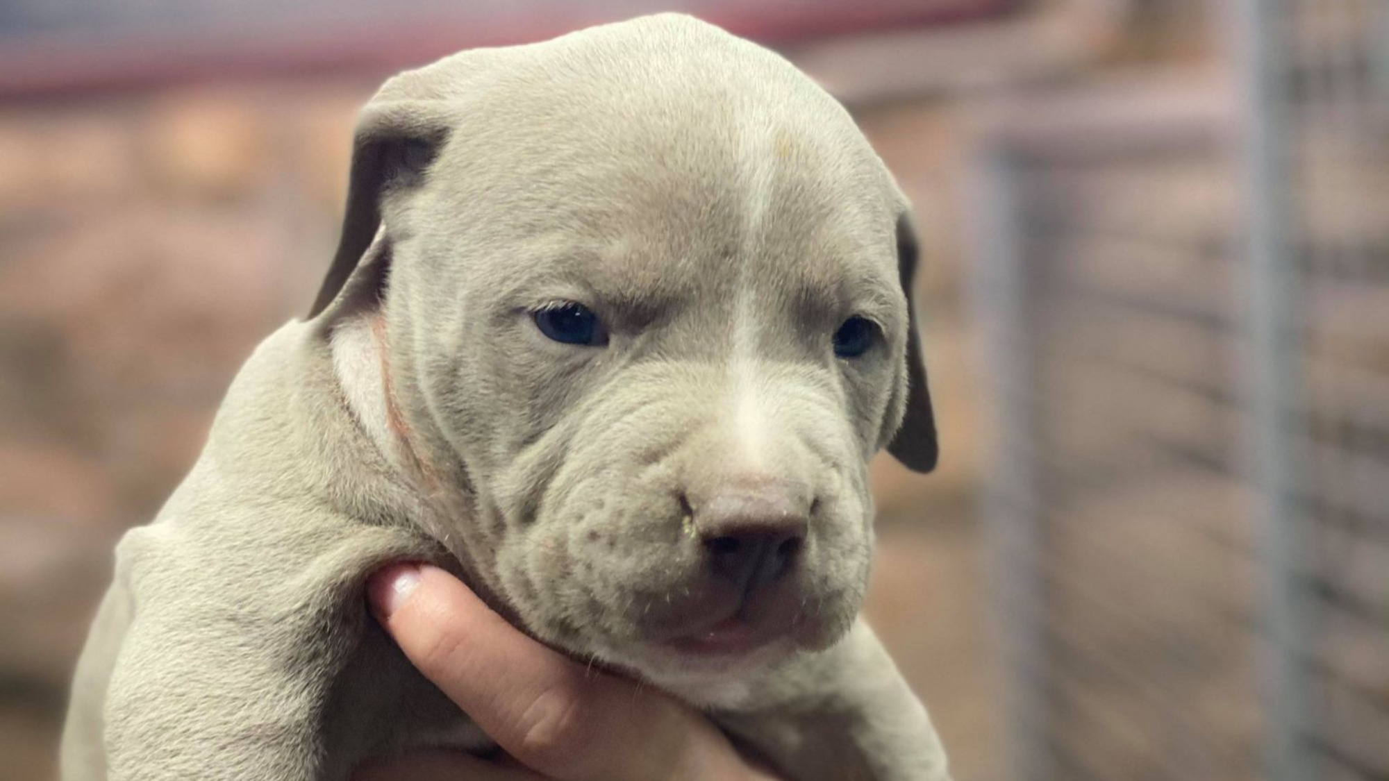 Chiot mâle bully xl