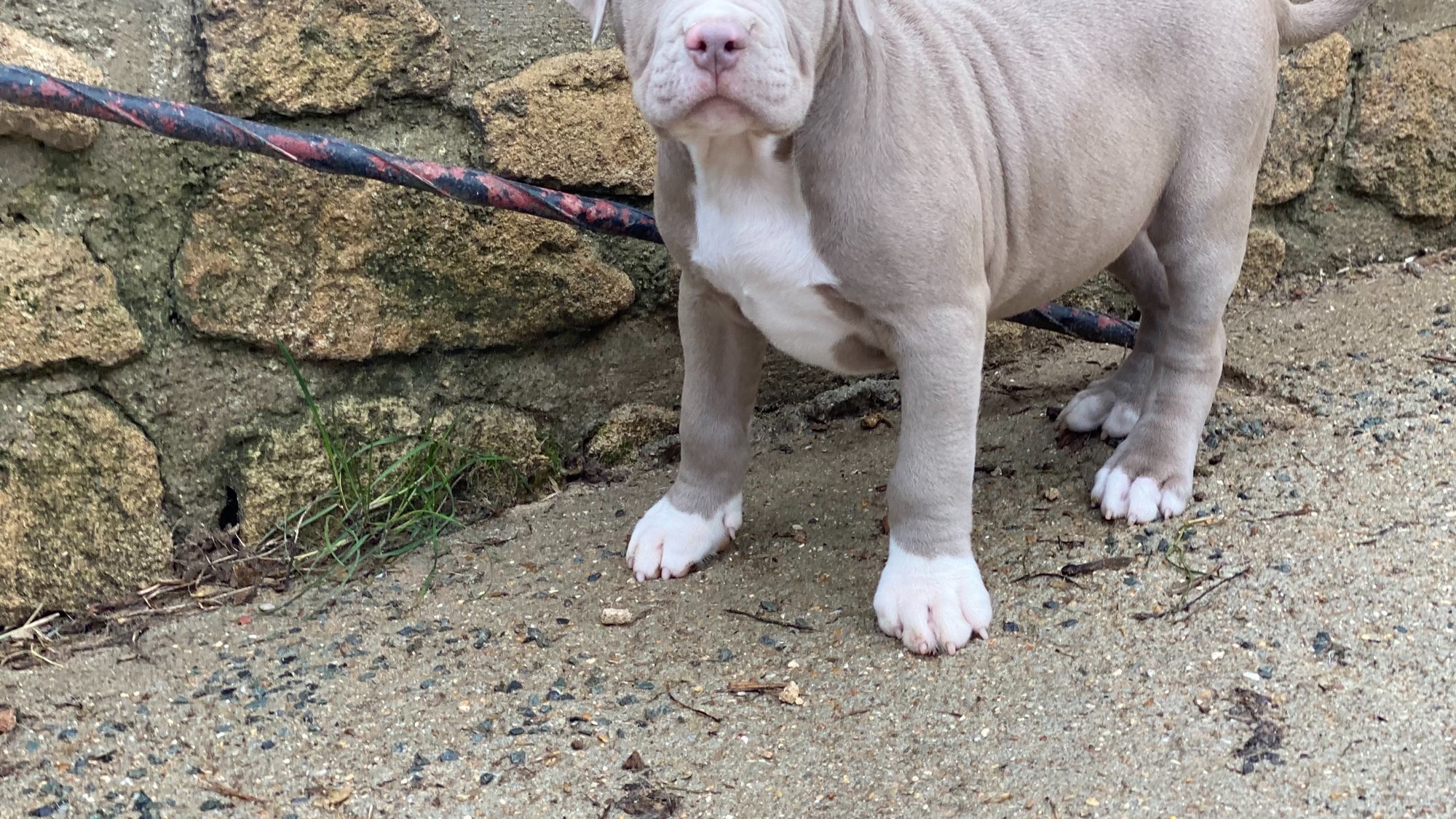 Chiot mâle bully xl